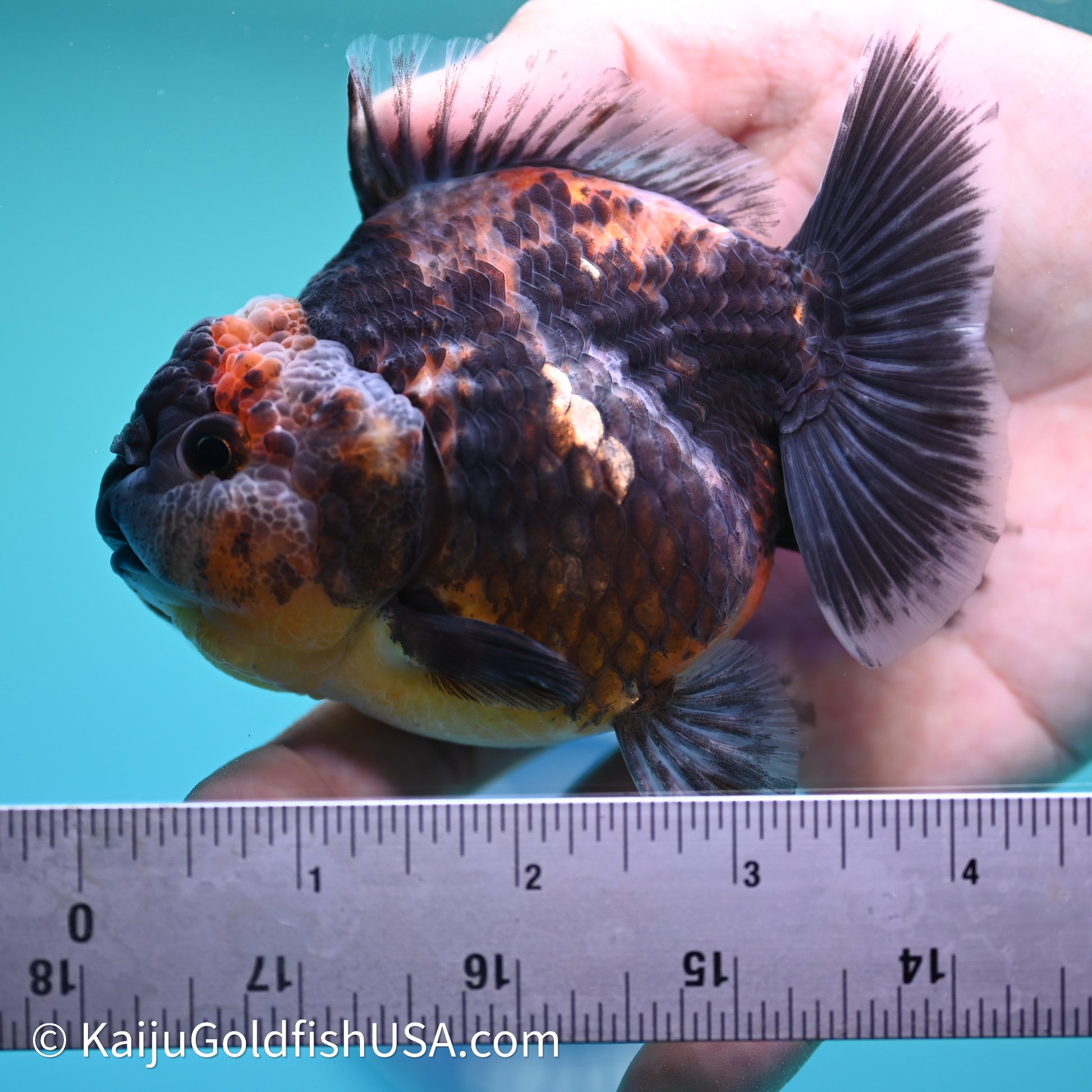 Shogun Godzilla Kirin Oranda 3.5in Body (240614_OR04) - Kaiju Goldfish USA