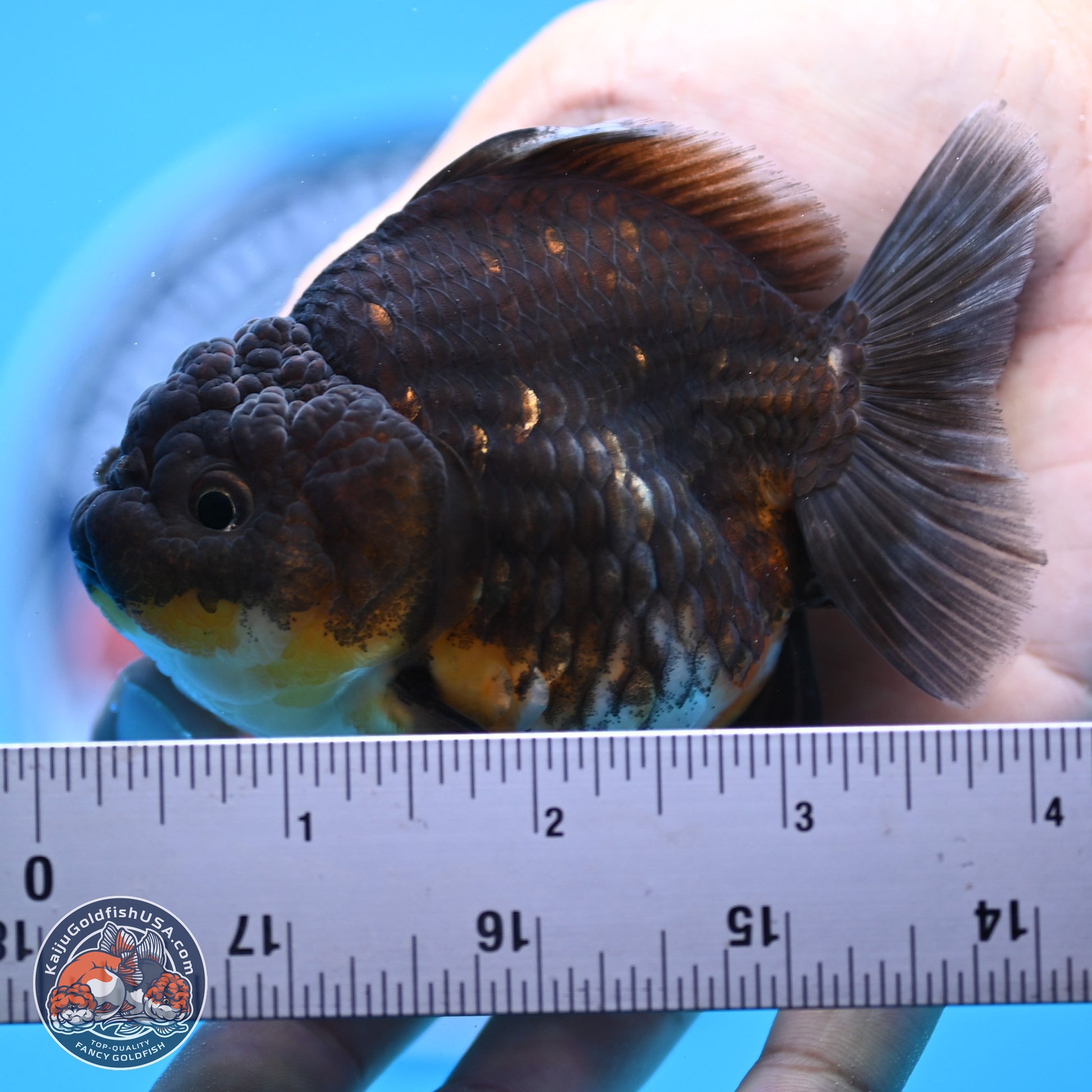 Shogun Kirin YuanBao Oranda 3.25in Body (240802_OR04) - Kaiju Goldfish USA