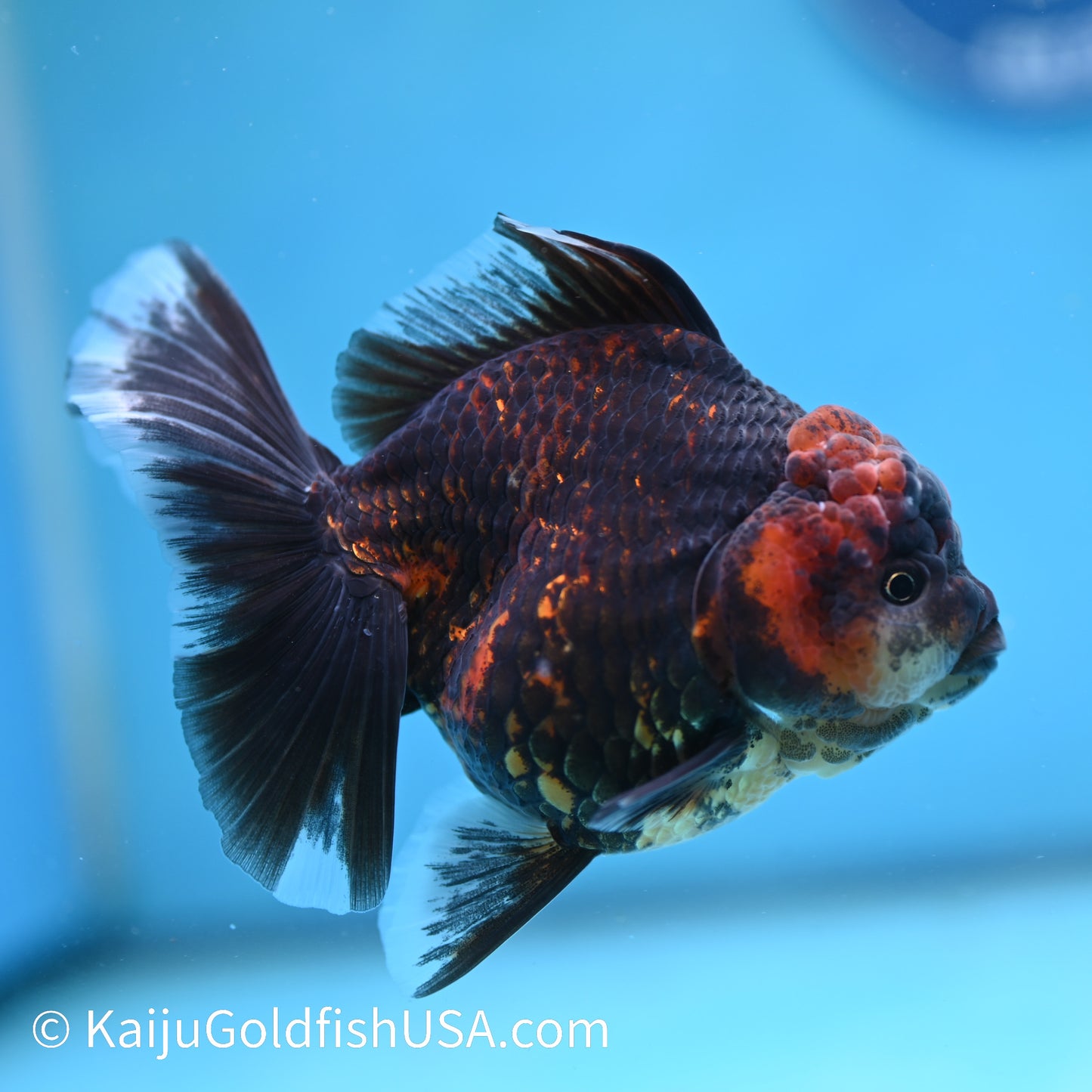 Red Black Rose Tail Oranda 4.5 inches (240412_OR4) - Kaiju Goldfish USA