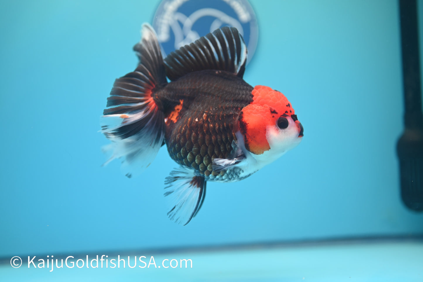 Jumbo Tricolor Rose Tail Oranda 6 inches(240503_OR04) - Kaiju Goldfish USA