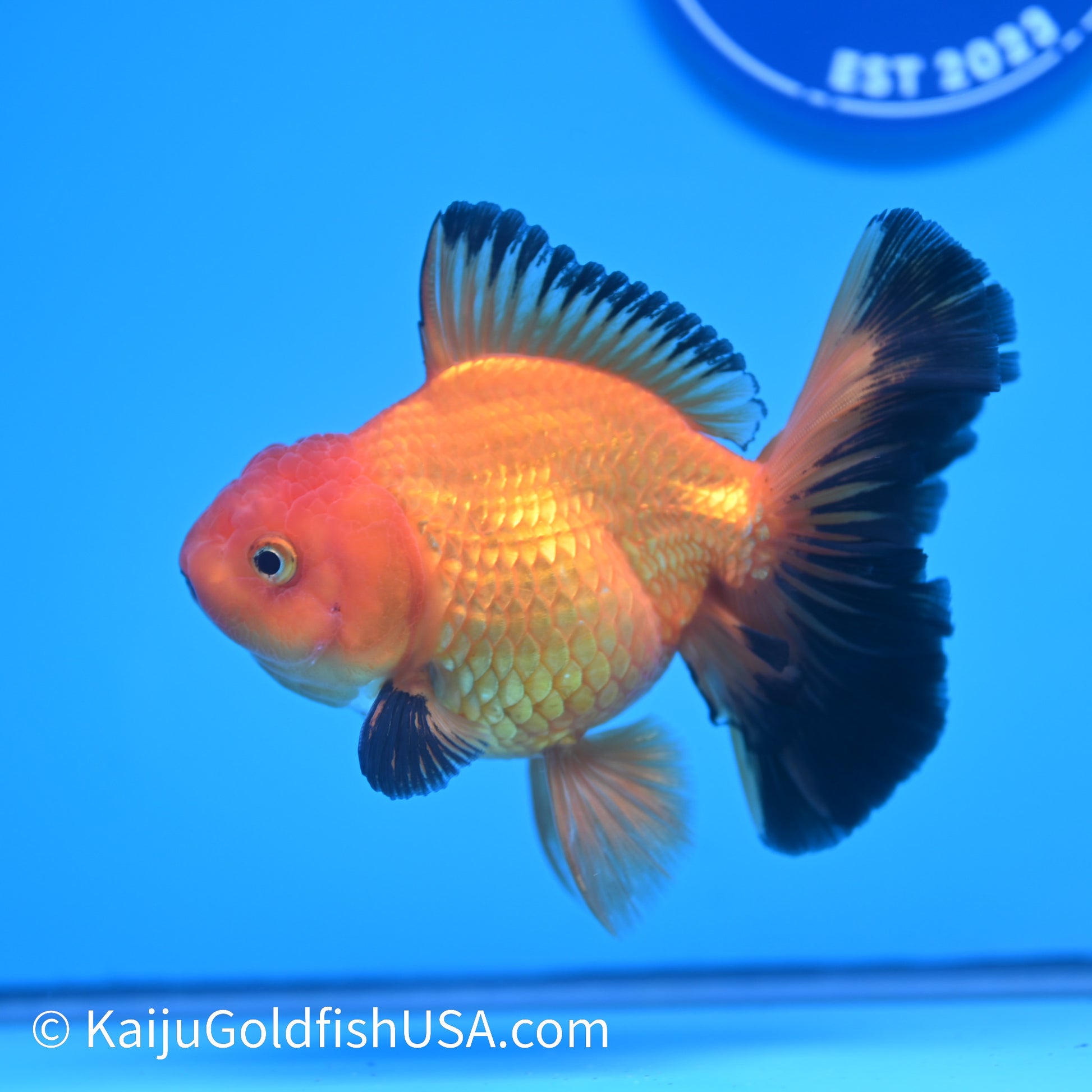 Apache Rose Tail Oranda 4.5-5 inches (240322_OR4) - Kaiju Goldfish USA