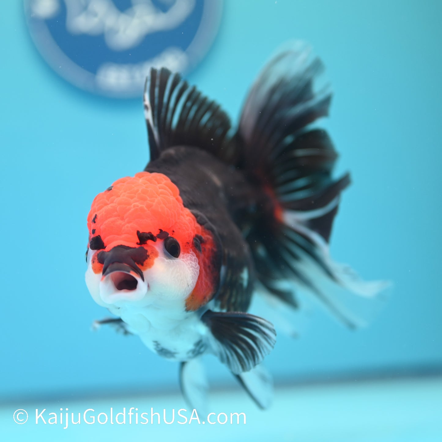 Jumbo Tricolor Rose Tail Oranda 6 inches(240503_OR04) - Kaiju Goldfish USA