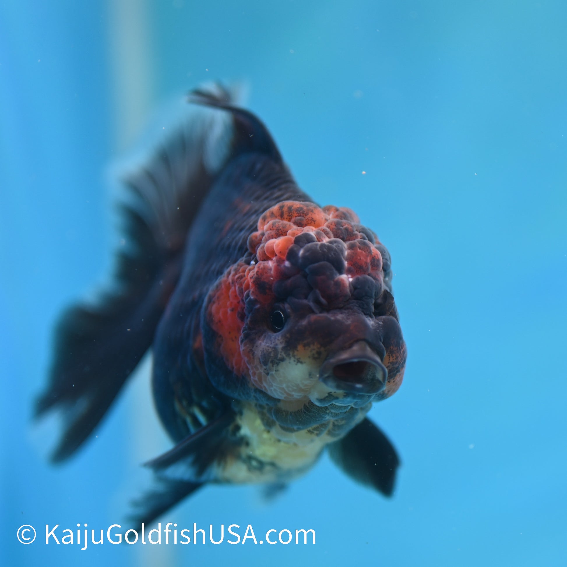 Red Black Rose Tail Oranda 4.5 inches (240412_OR4) - Kaiju Goldfish USA