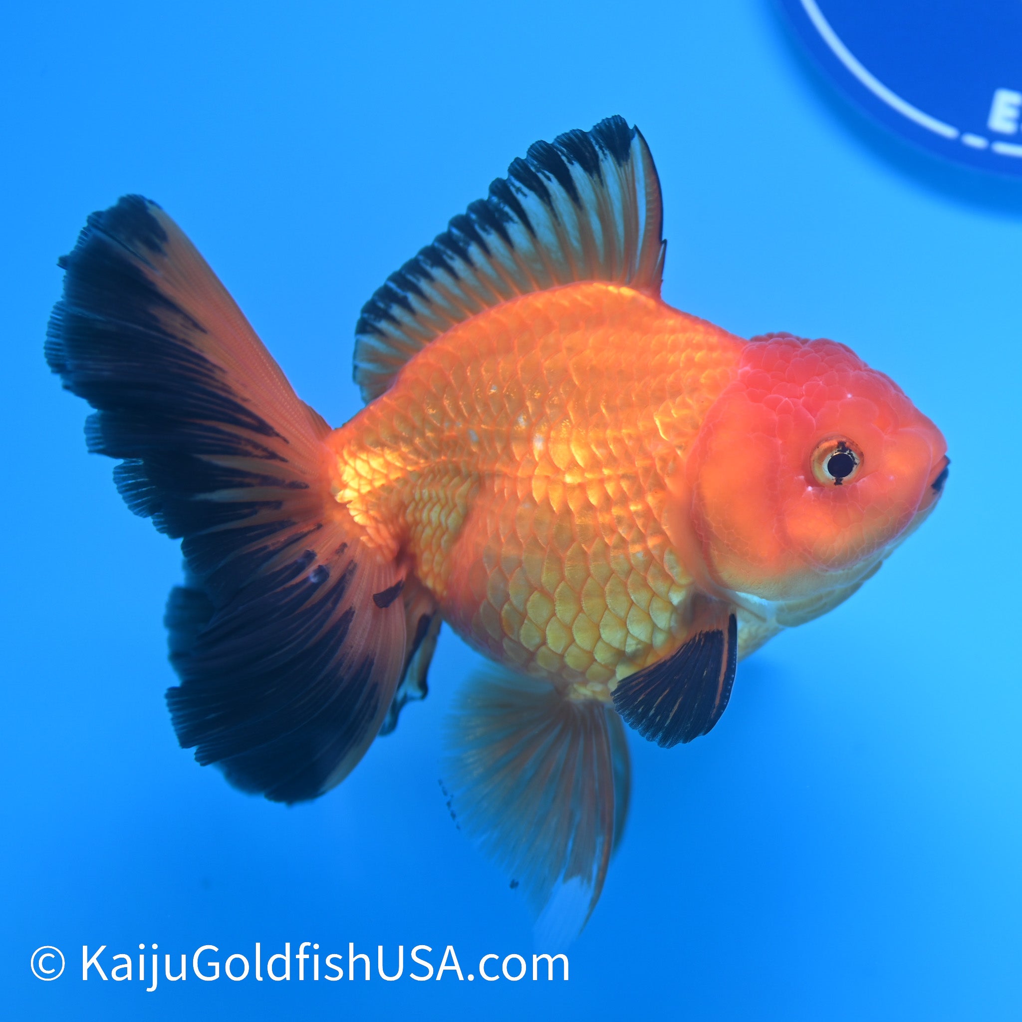 Apache Rose Tail Oranda Goldfish for Sale | Apache Rose Tail Oranda ...