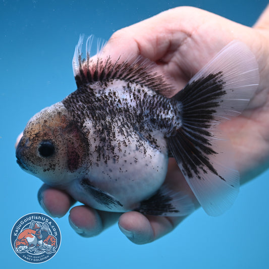 White Tiger Rose Tail Oranda 3.5 inch Body (250822_OR04)