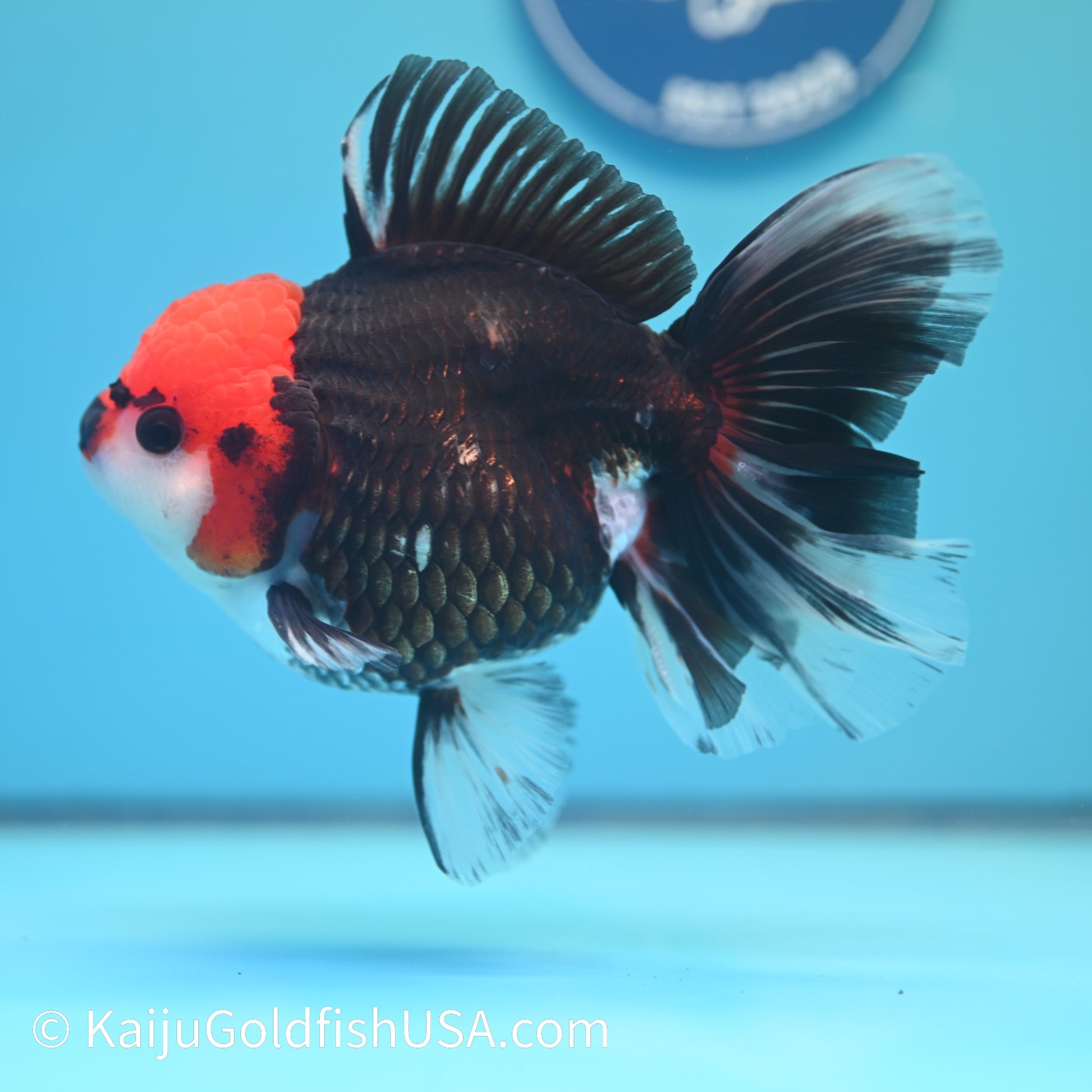 Jumbo Tricolor Rose Tail Oranda 6 inches(240503_OR04) - Kaiju Goldfish USA