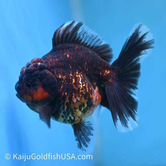 Red Black Rose Tail Oranda 4.5 inches (240412_OR4) - Kaiju Goldfish USA