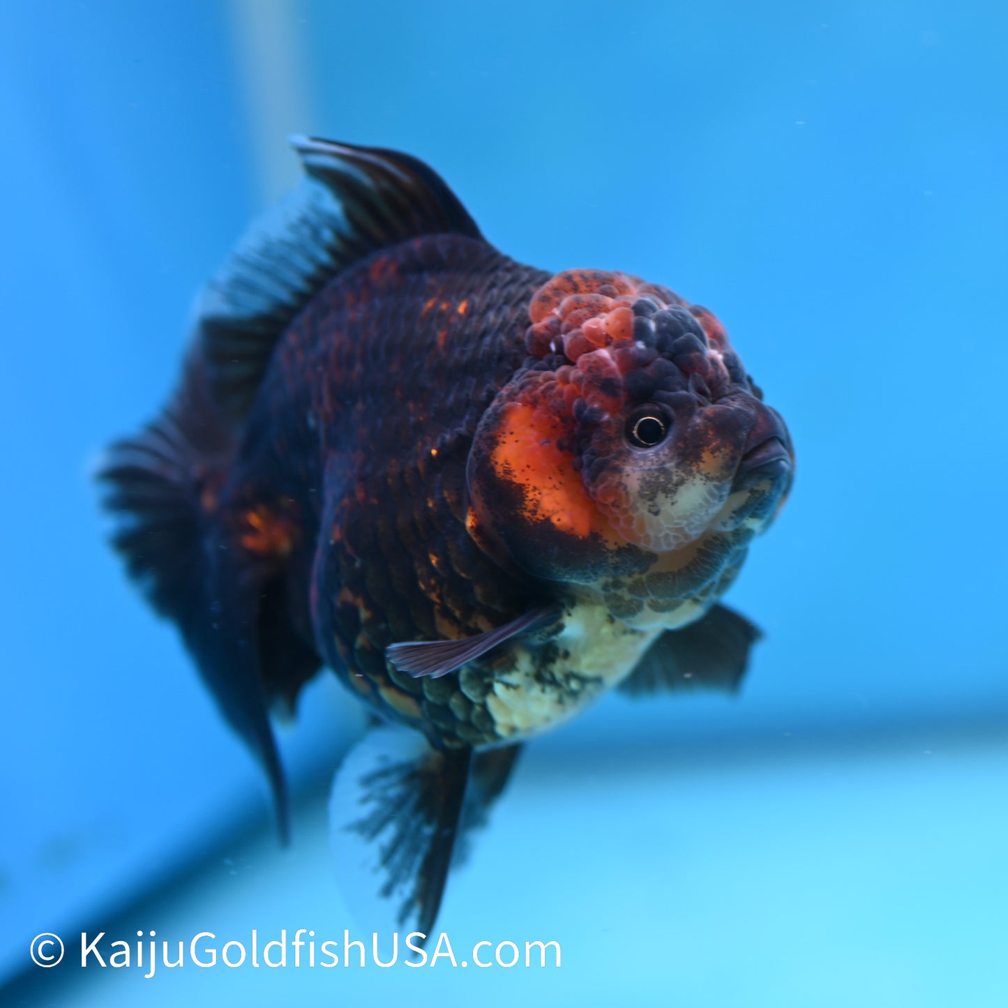 Red Black Rose Tail Oranda 4.5 inches (240412_OR4) - Kaiju Goldfish USA