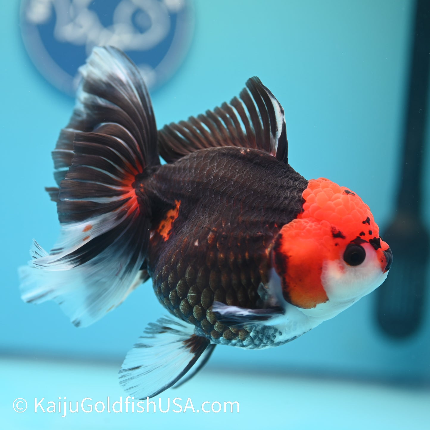 Jumbo Tricolor Rose Tail Oranda 6 inches(240503_OR04) - Kaiju Goldfish USA