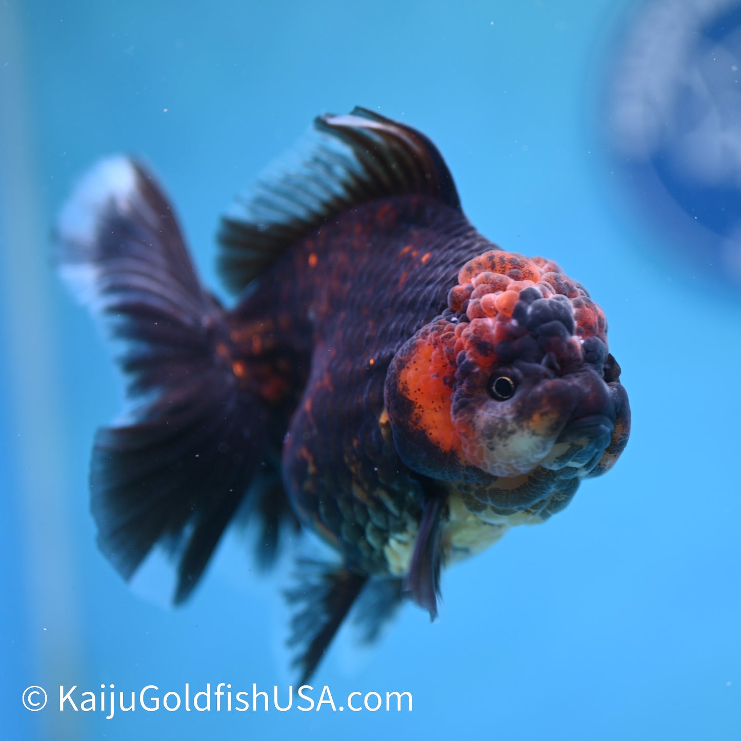 Red Black Rose Tail Oranda 4.5 inches (240412_OR4) - Kaiju Goldfish USA