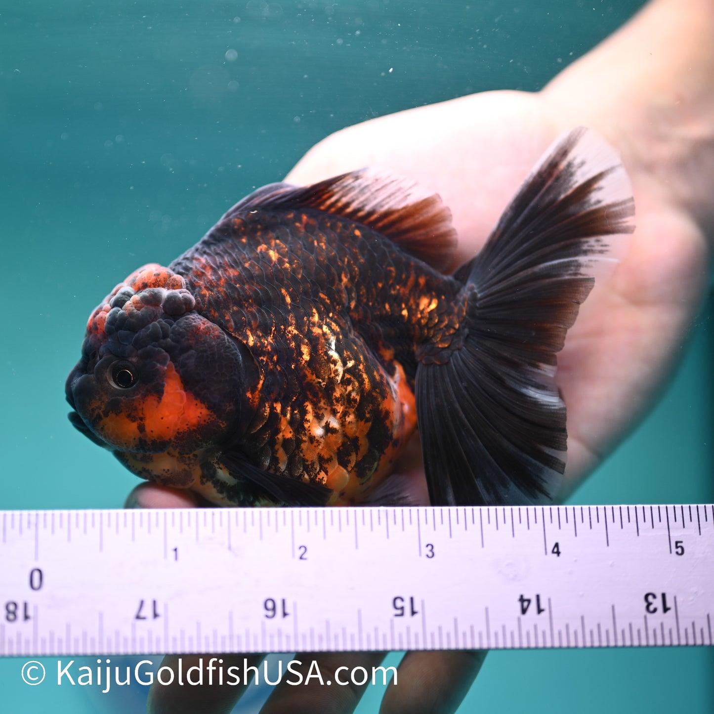 Red Black Rose Tail Oranda 4.5 inches (240412_OR4) - Kaiju Goldfish USA