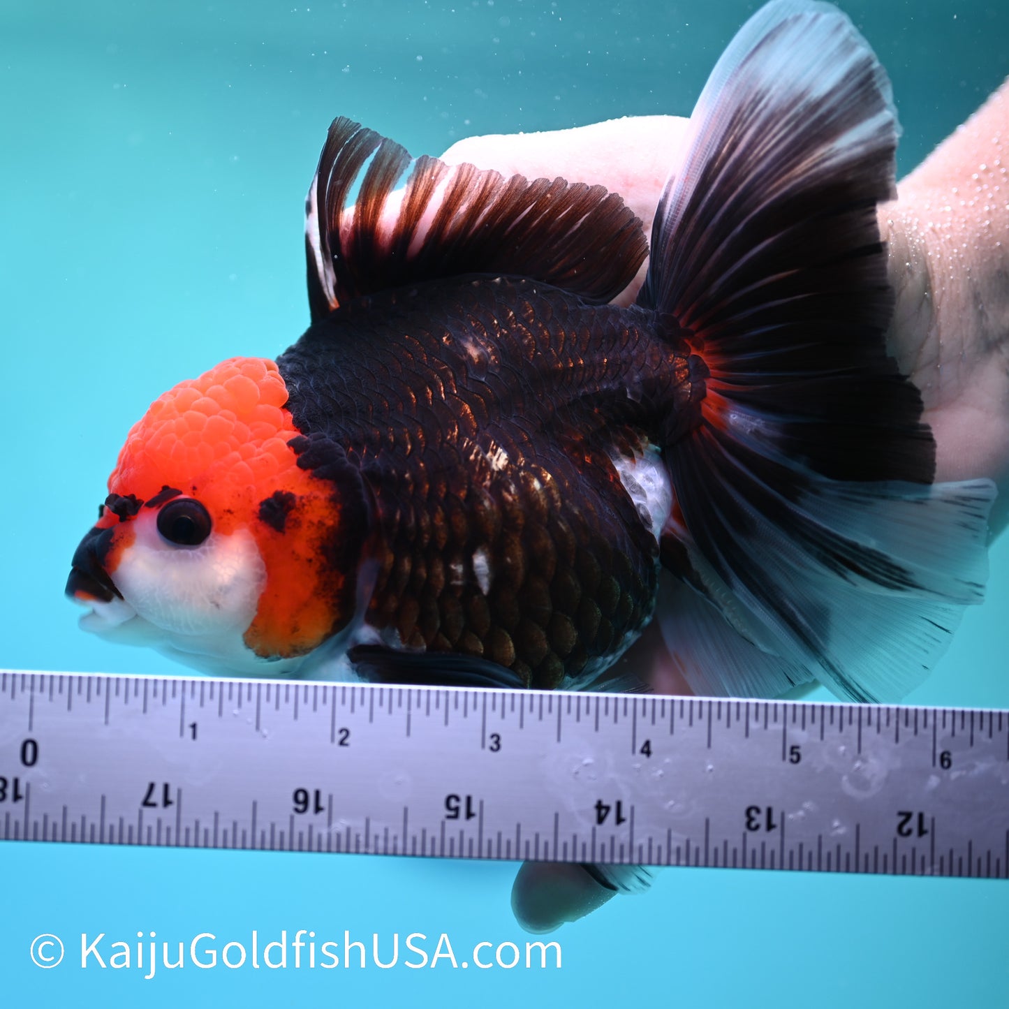 Jumbo Tricolor Rose Tail Oranda 6 inches(240503_OR04) - Kaiju Goldfish USA