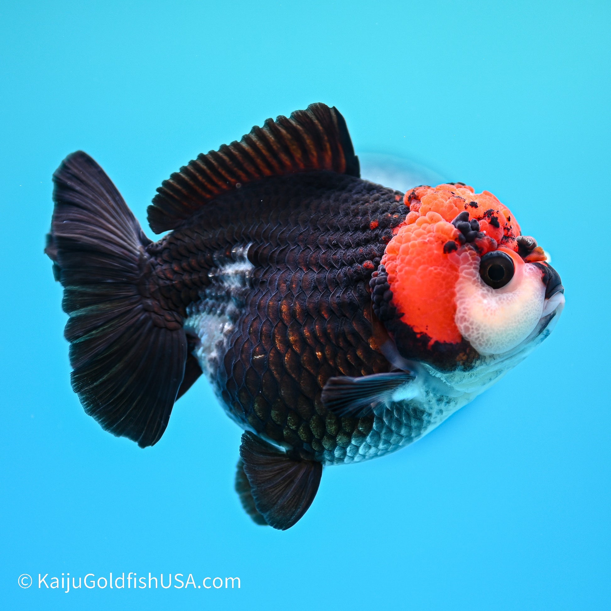 Tricolor YuanBao Oranda 4in body (240524_OR04) - Kaiju Goldfish USA