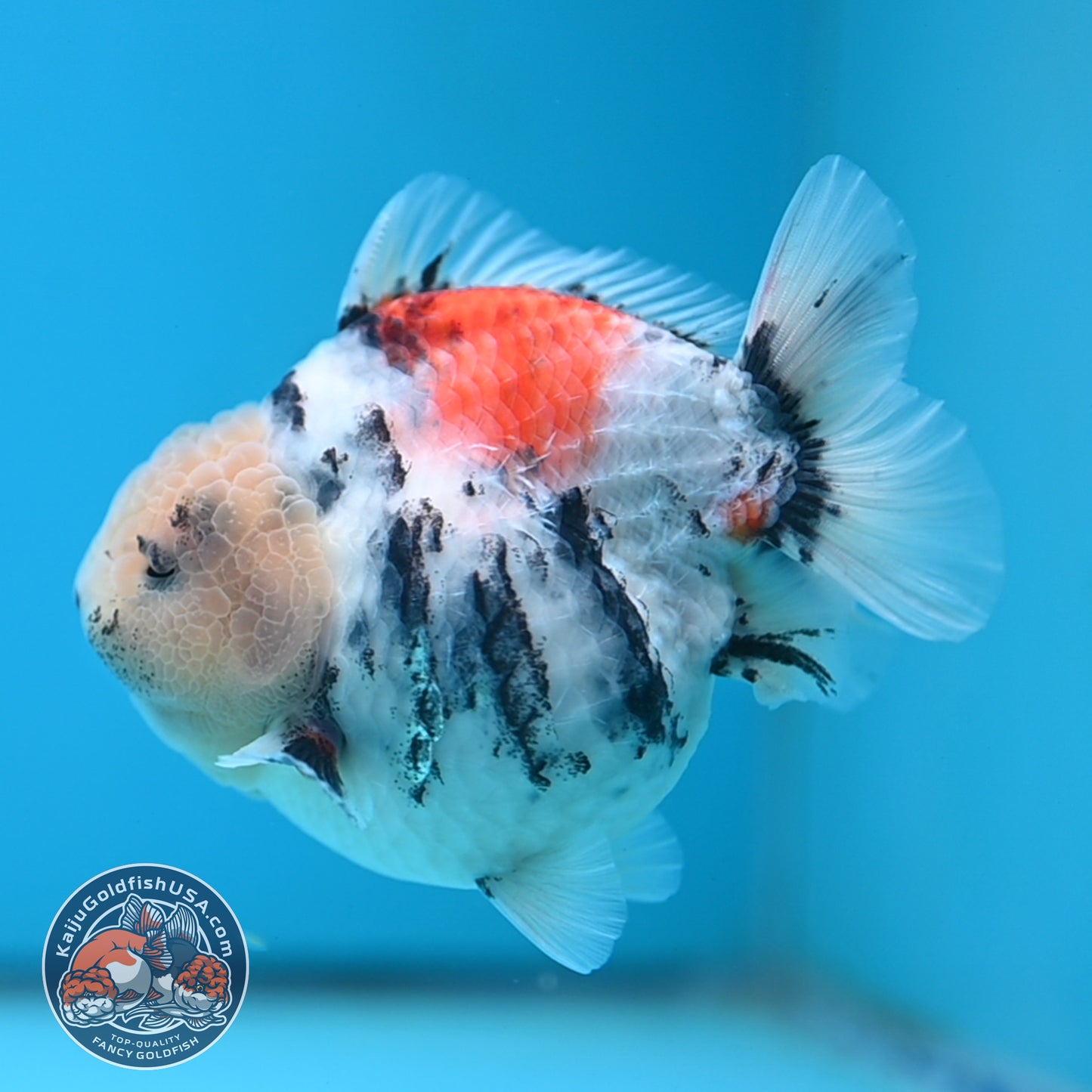 White Tiger Oranda 4 inch Body (250613_OR04)