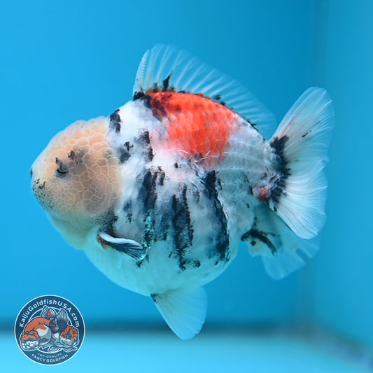 White Tiger Oranda 4 inch Body (250613_OR04)