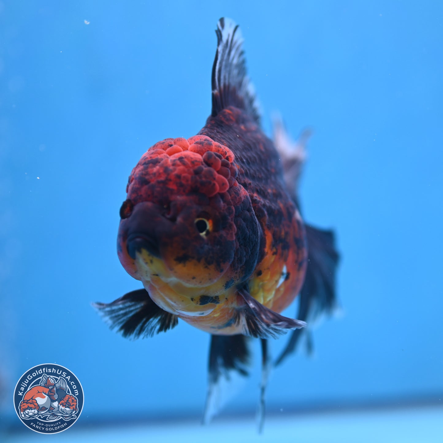 Red Kirin Rose Tail Oranda 6 inches - Male (241115_OR04) - Kaiju Goldfish USA