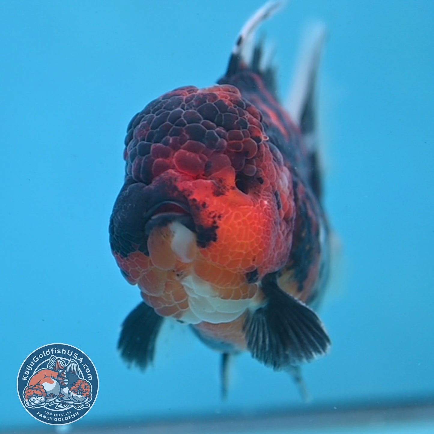 Tiger Oranda 4 inch Body (250926_OR04) - READ DESCRIPTION