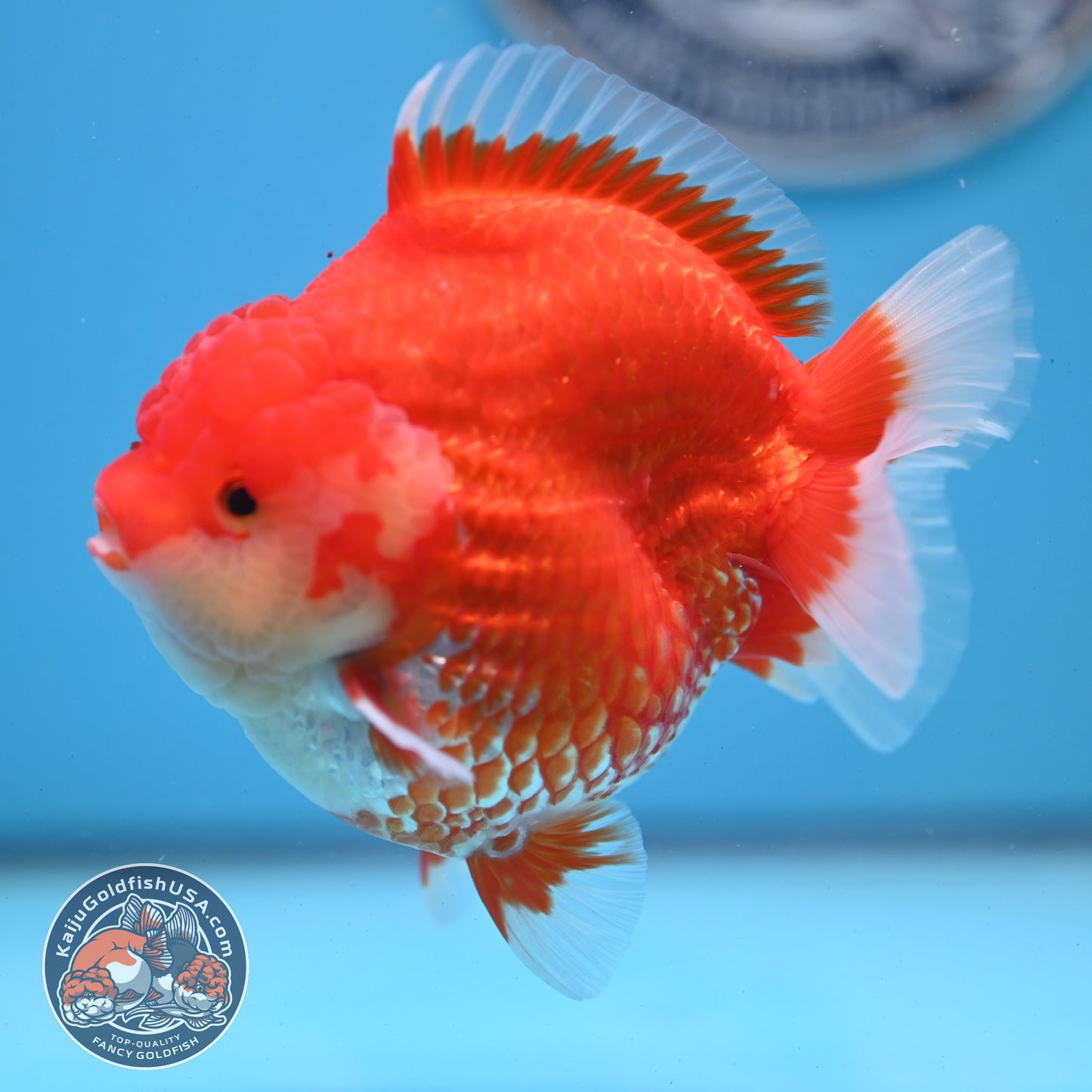 Red White YuanBao Oranda 4 inches Body (250509_OR04)