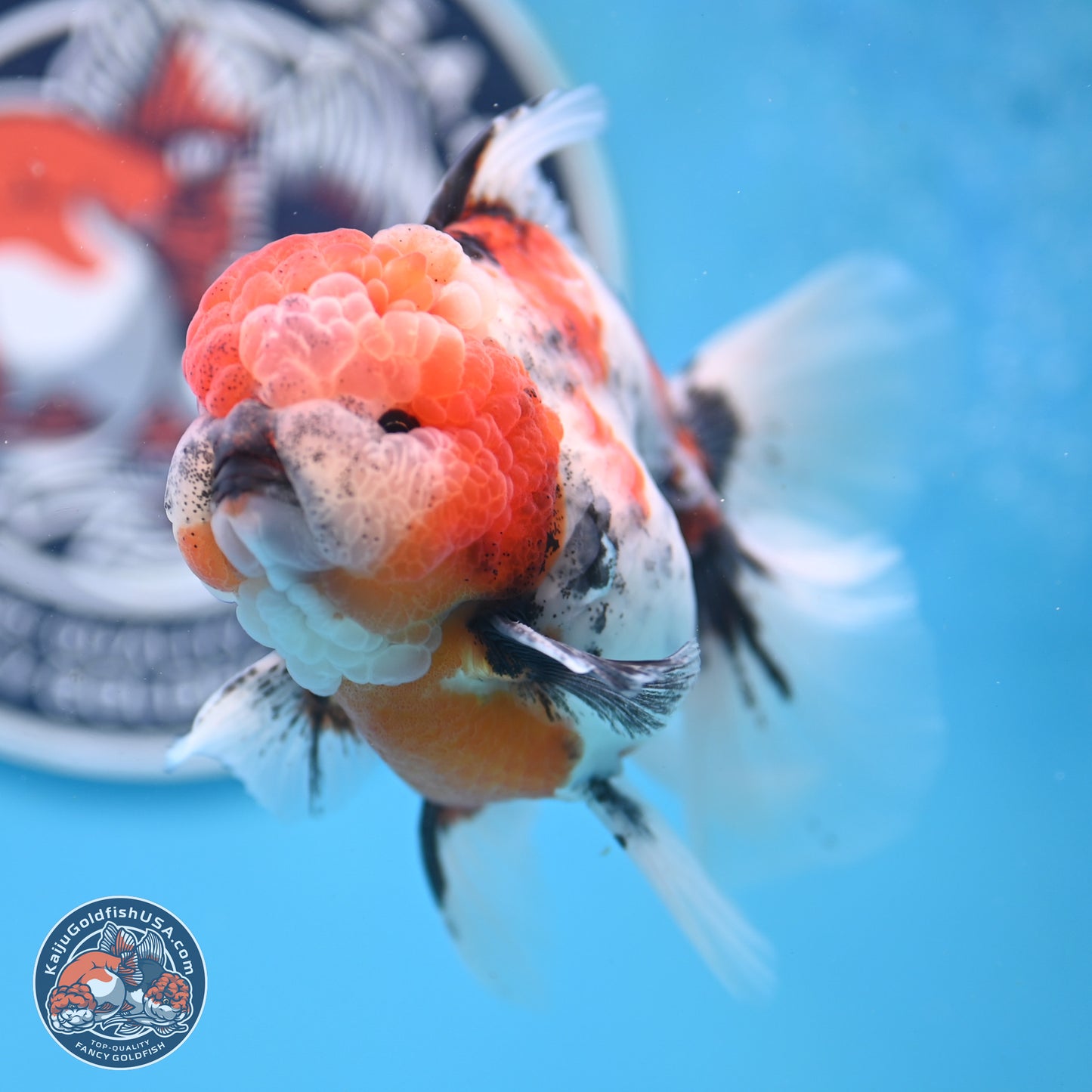 Tricolor Tiger Rose Tail Oranda 3.5 inches Body - Male (250404_OR04)