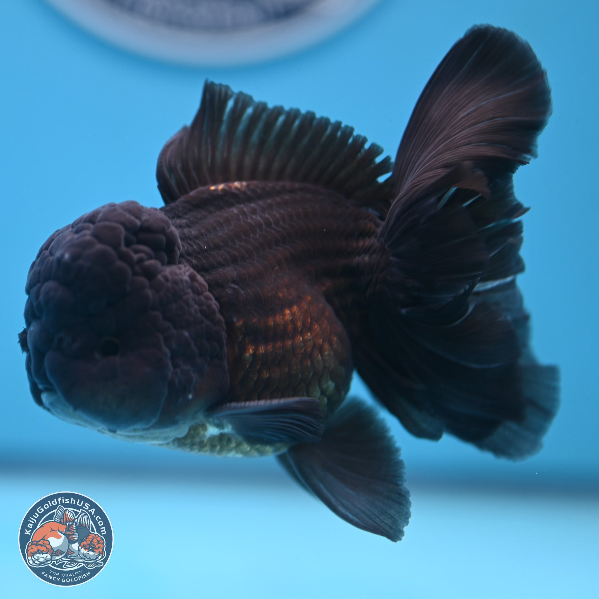 Black Rose Tail Oranda 3.75 inches Body - Male (250103_OR04) - Kaiju Goldfish USA