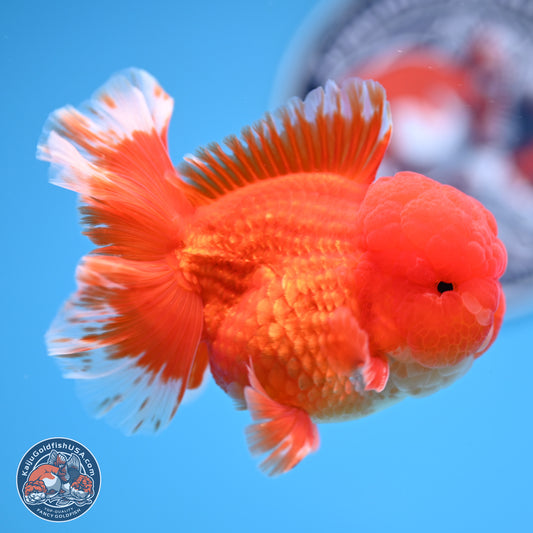 Red White Rose Tail Oranda 3.5 inches Body - Male (250314_OR04)