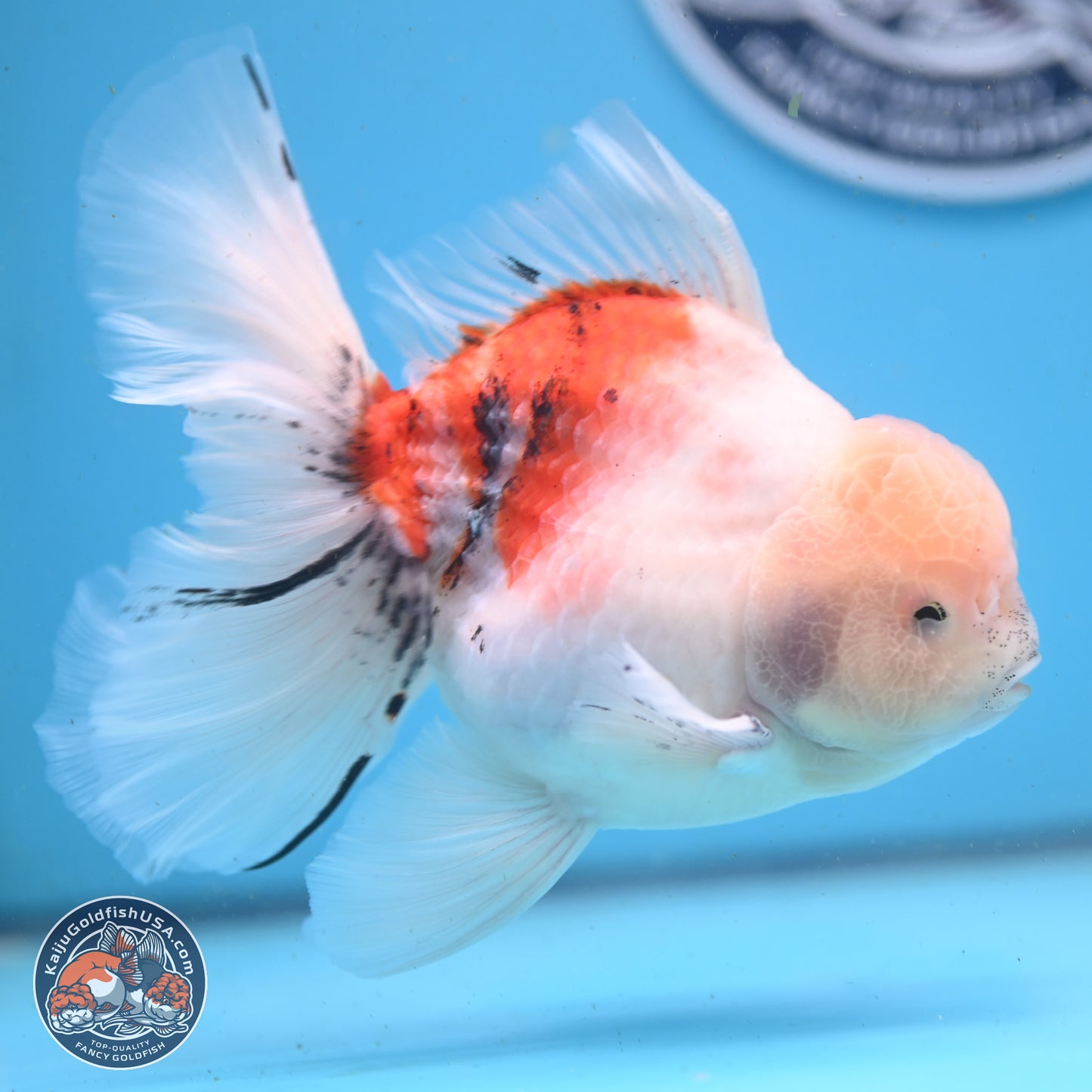 Calico Rose Tail Oranda 6 inches - Male (241122_OR04) - Kaiju Goldfish USA