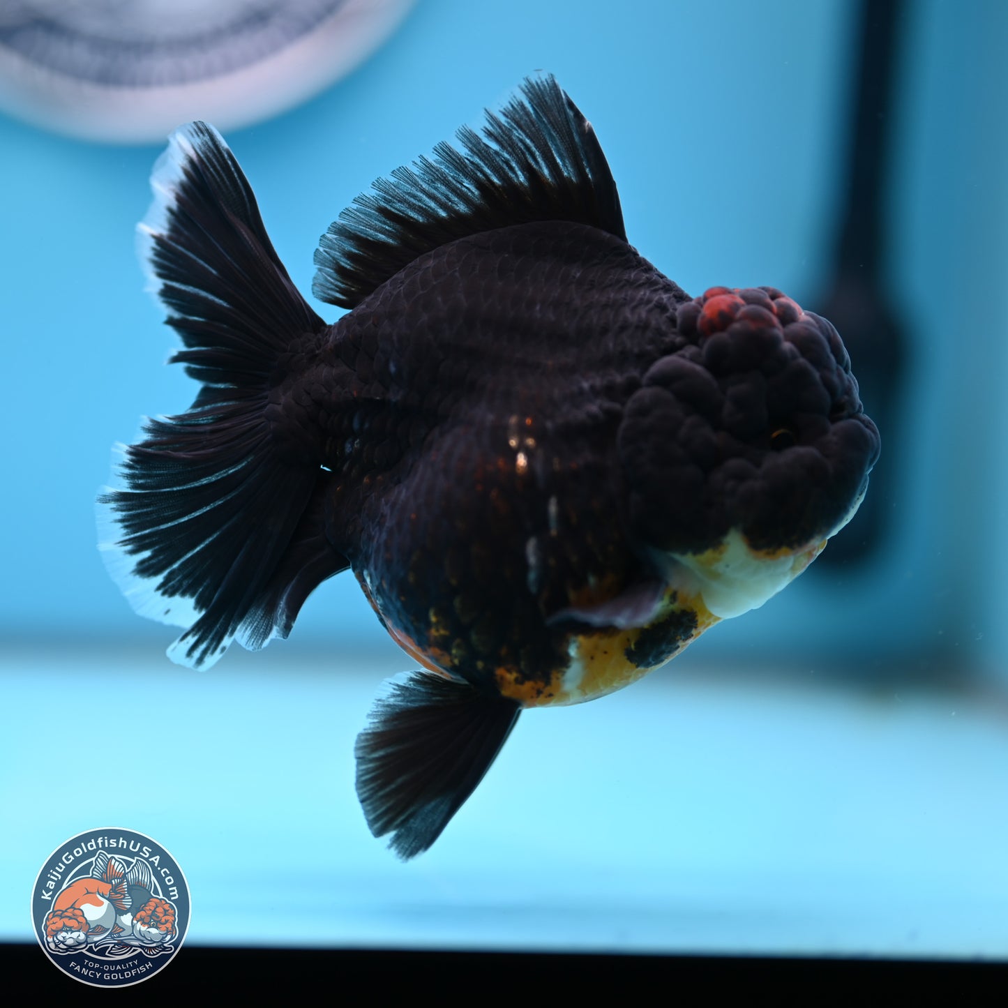 Kirin Rose Tail Oranda 4.5 inches (241101_OR04) - Kaiju Goldfish USA