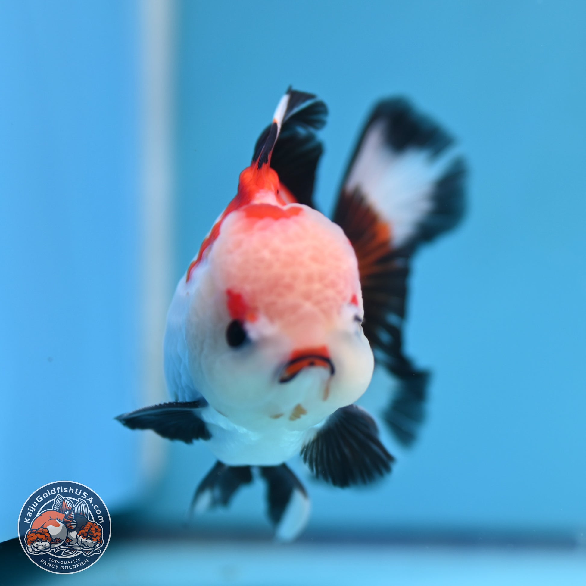 Tricolor Rose Tail Oranda 3.5in body (240809_OR04) - Kaiju Goldfish USA