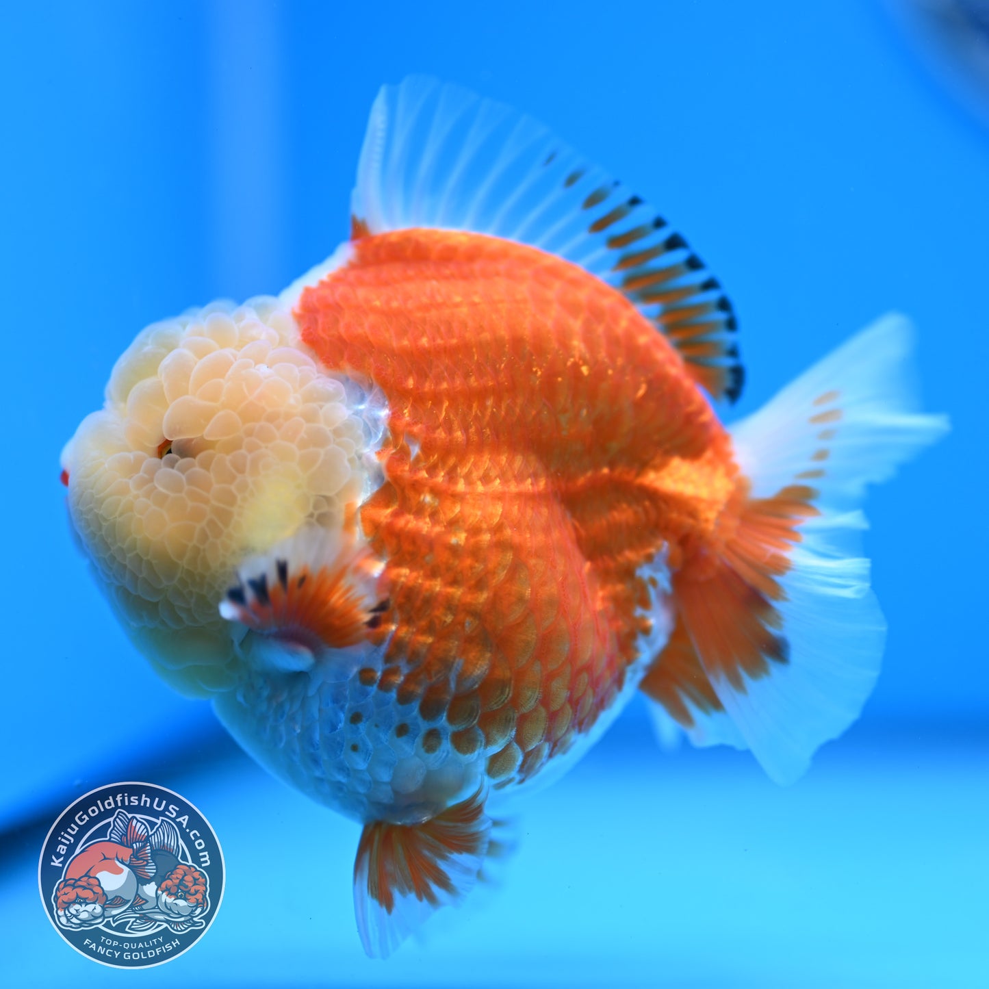 Jade Head Red White Oranda 3.5 inches Body (250523_OR04)
