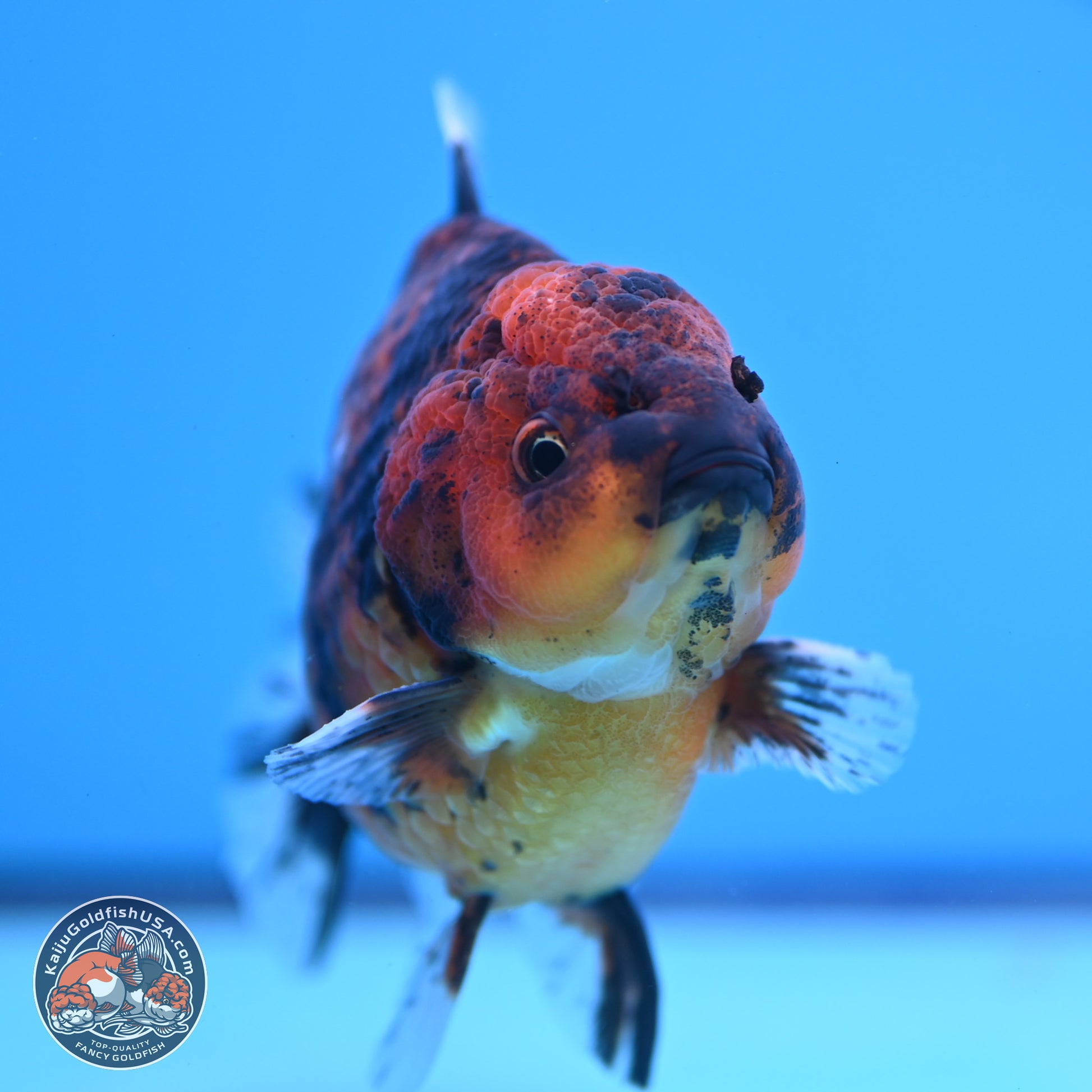 Shogun Tiger Oranda 3.75-4.5 inches (241004_OR04) - Kaiju Goldfish USA