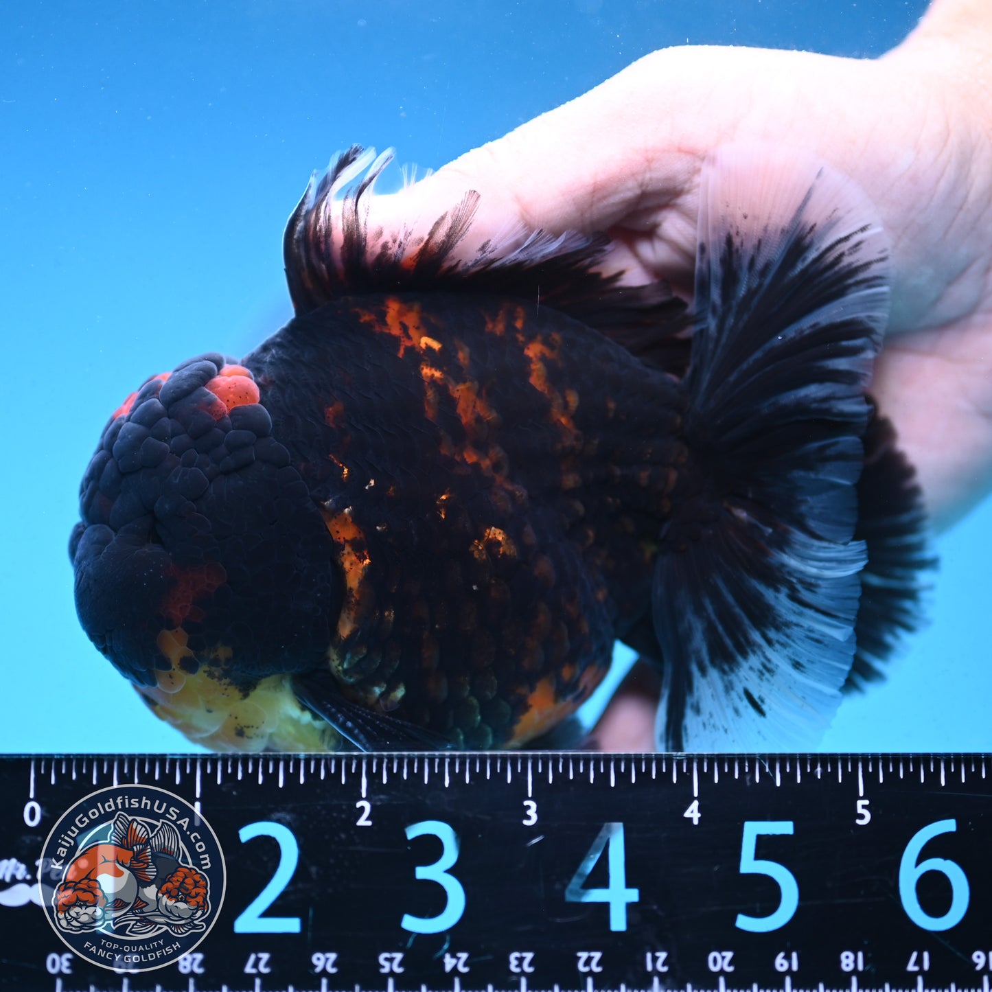 Heavy Ink Rose Tail Tiger Oranda 4 inch Body (250912_OR04)