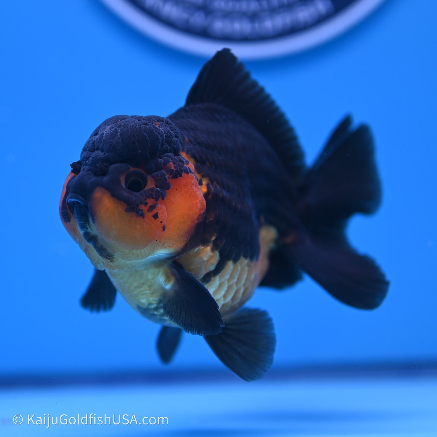 Shogun Godzilla Apache Oranda 3.5in Body (240719_OR04) - Kaiju Goldfish USA