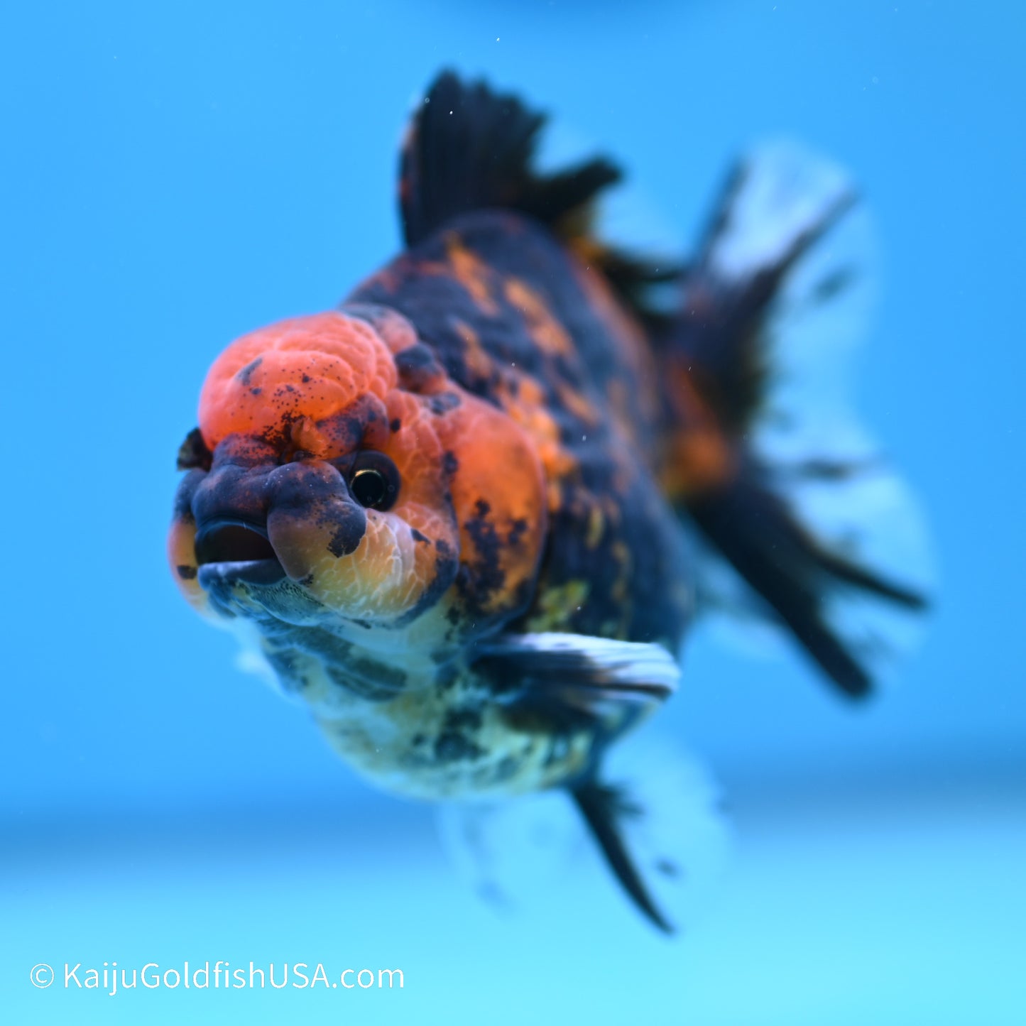 Tiger YuanBao Oranda 4 inches (240517_OR04) - Kaiju Goldfish USA