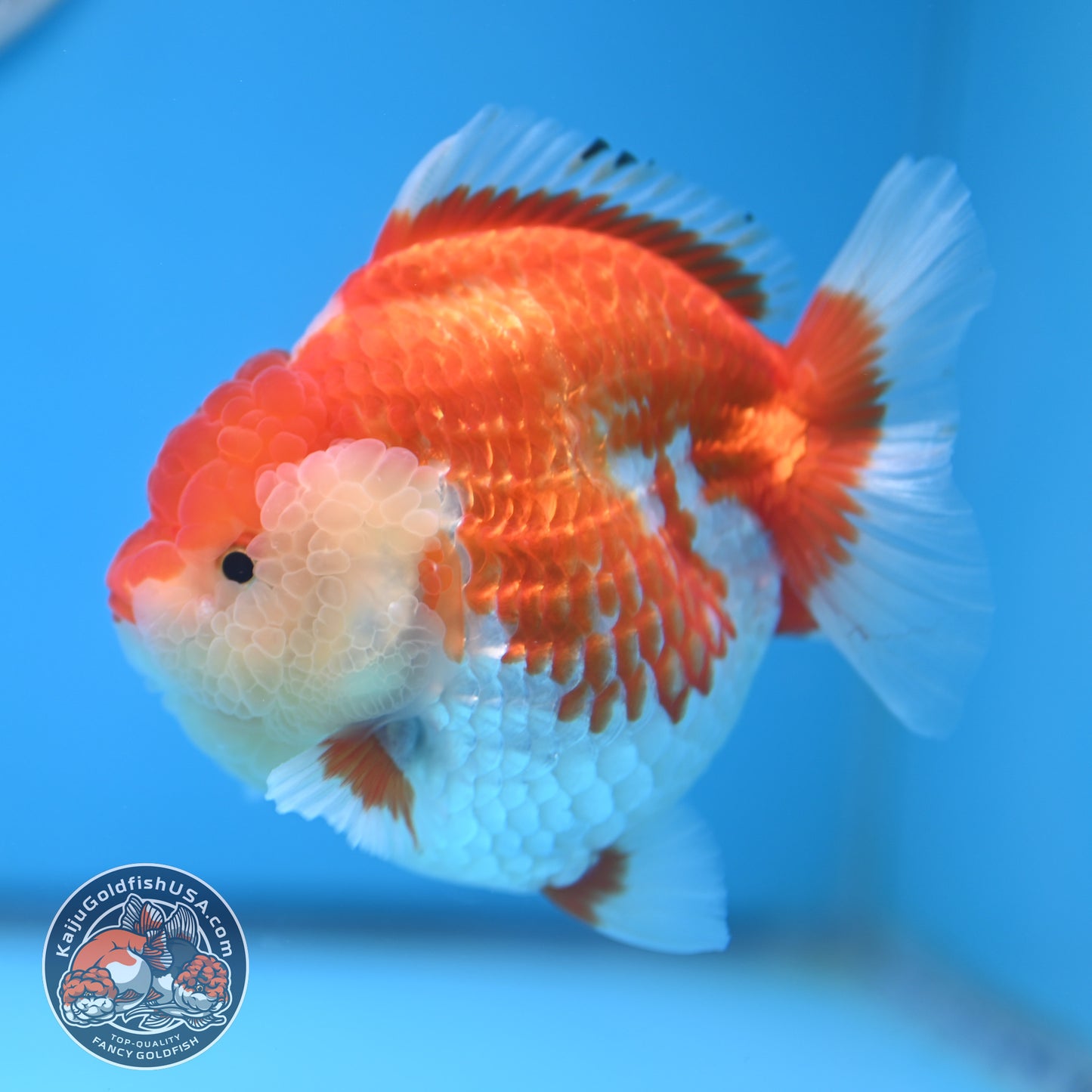 Red White Oranda 4 inches Body (250530_OR04)