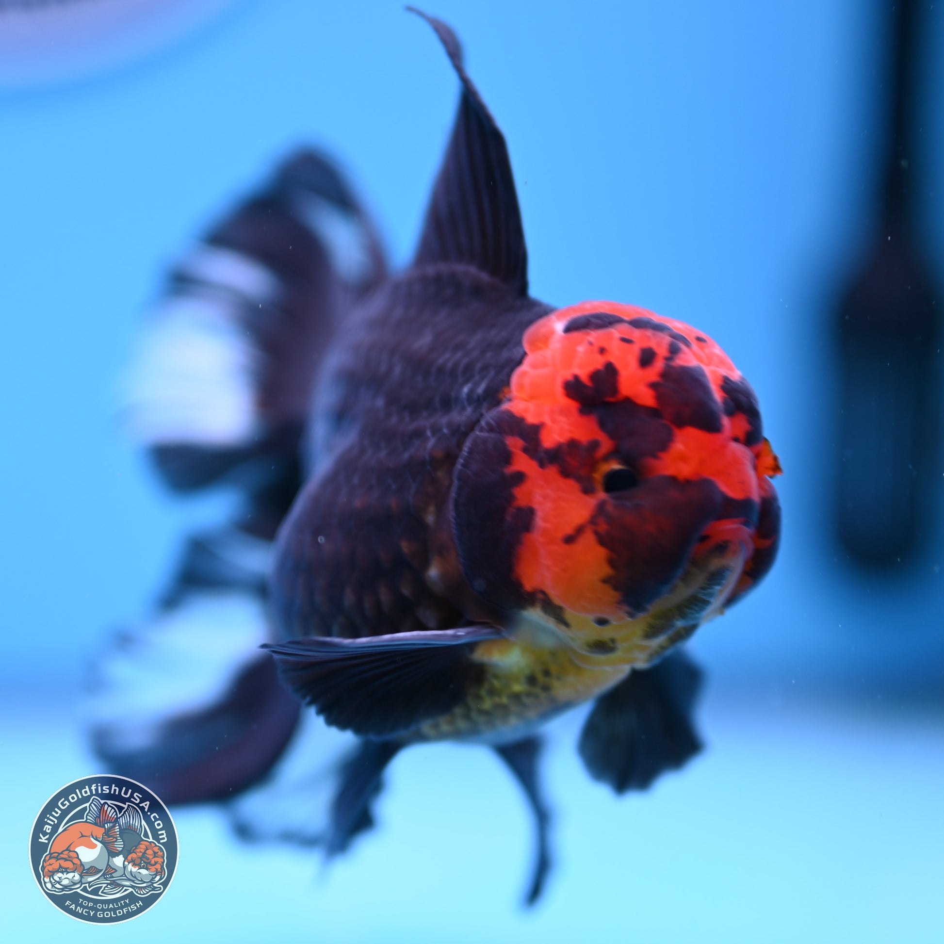 Red Head Black Body Orchid Tail Oranda 3.25in Body (240830_OR04) - Kaiju Goldfish USA