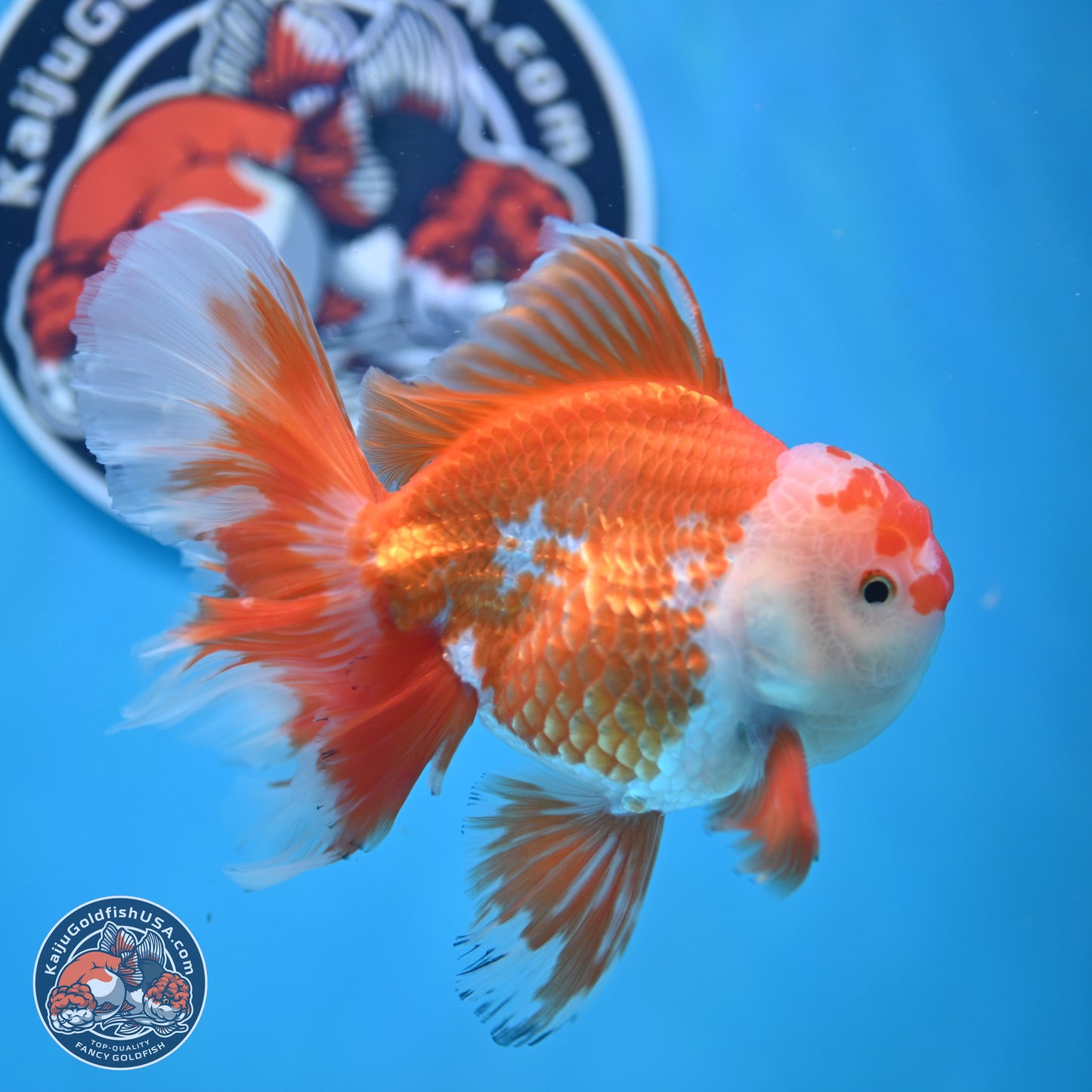 Red White Orchid Tail Oranda 4-6 inches (240906_OR04) - Kaiju Goldfish USA