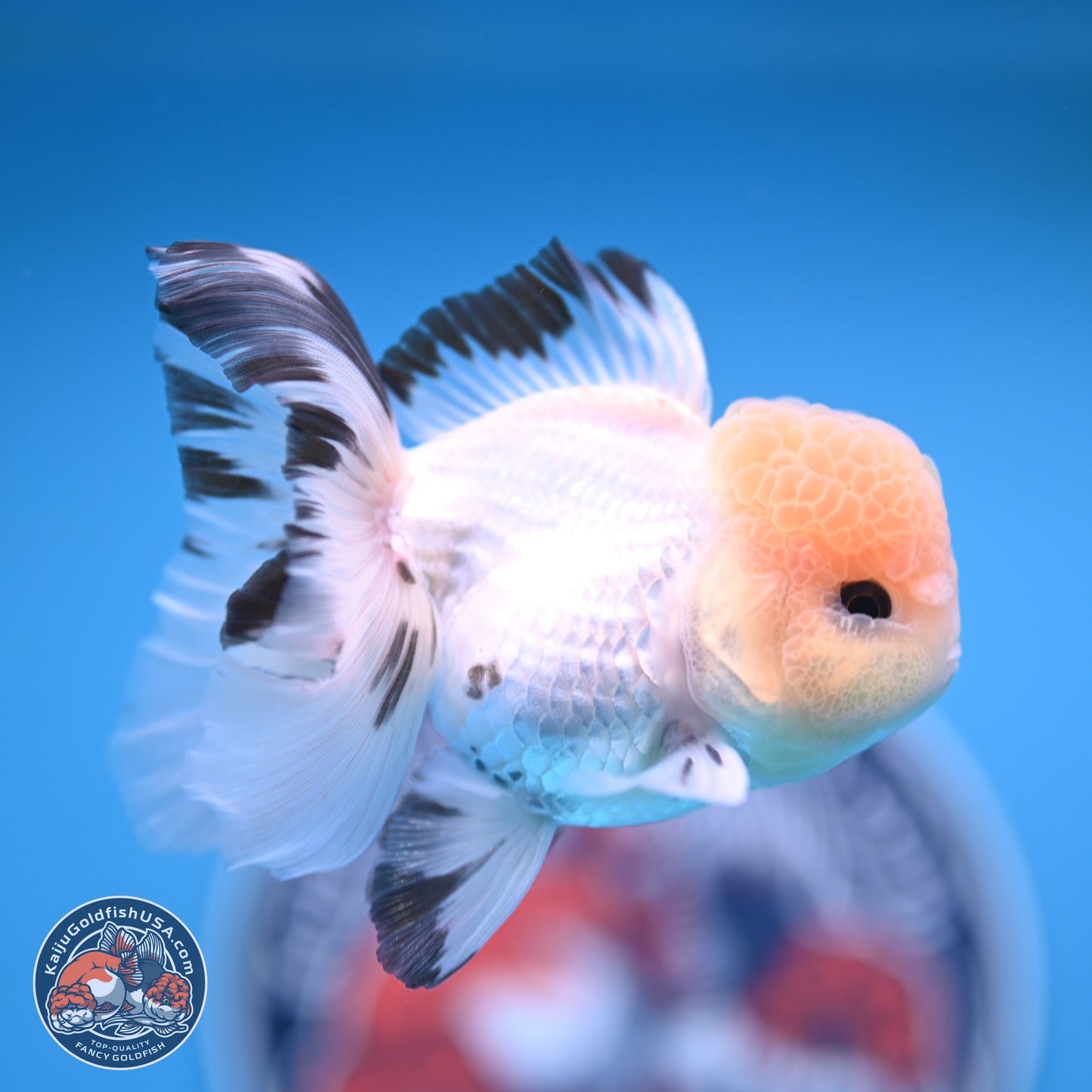 Panda Rose Tail Oranda 3.8 inches (241018_OR04)