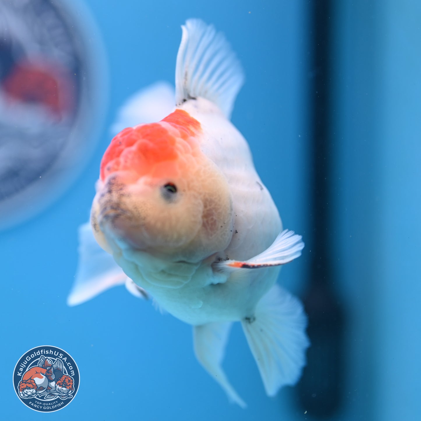 Calico Rose Tail Oranda 4-5 inches (240920_OR04) - Kaiju Goldfish USA