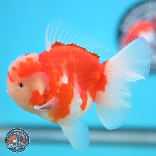 Sakura Rose Tail Oranda 3.5 inches Body - Male (250214_OR04)