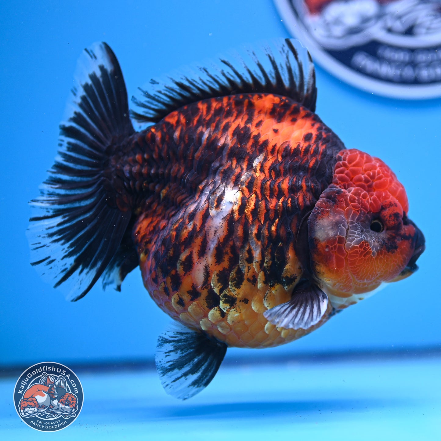 Jumbo Shogun Godzilla Red Kirin Oranda 5.2in Body (240823_OR4)- Overnight shipping only - Kaiju Goldfish USA