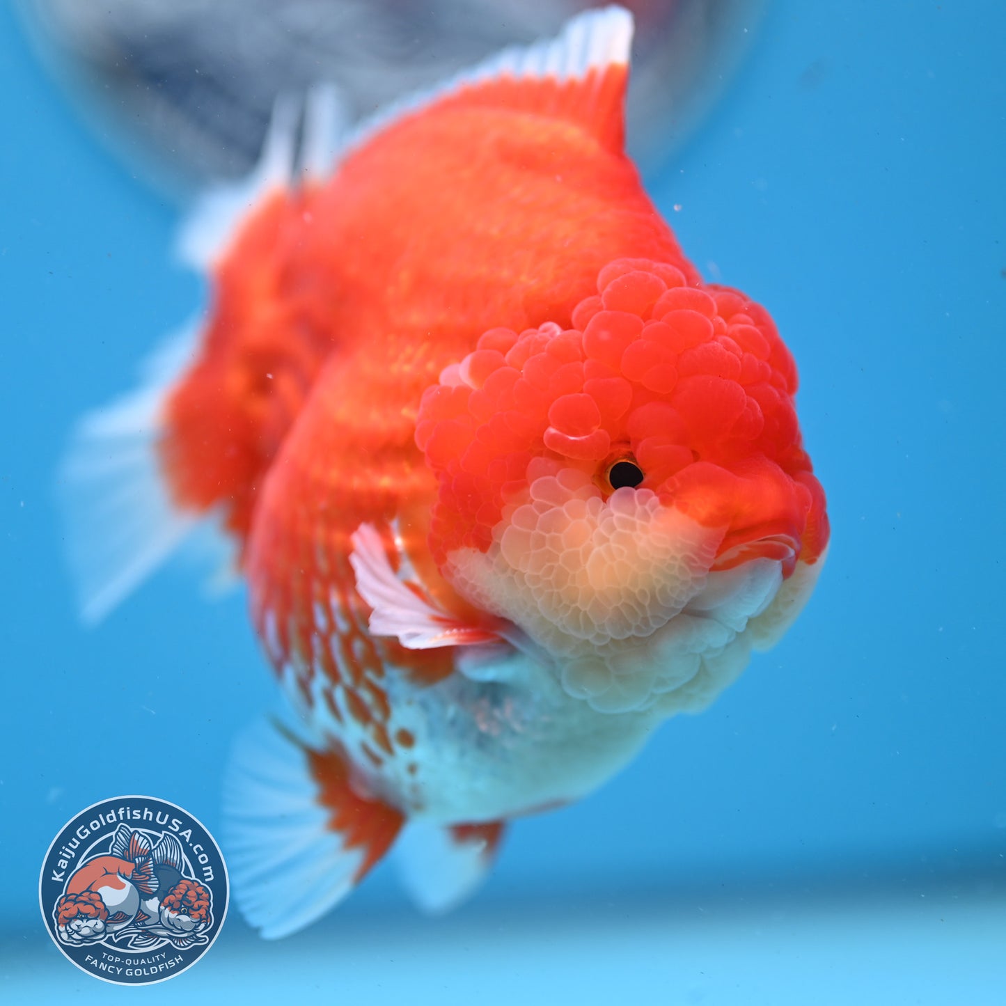 Red White YuanBao Oranda 4 inches Body (250509_OR04)