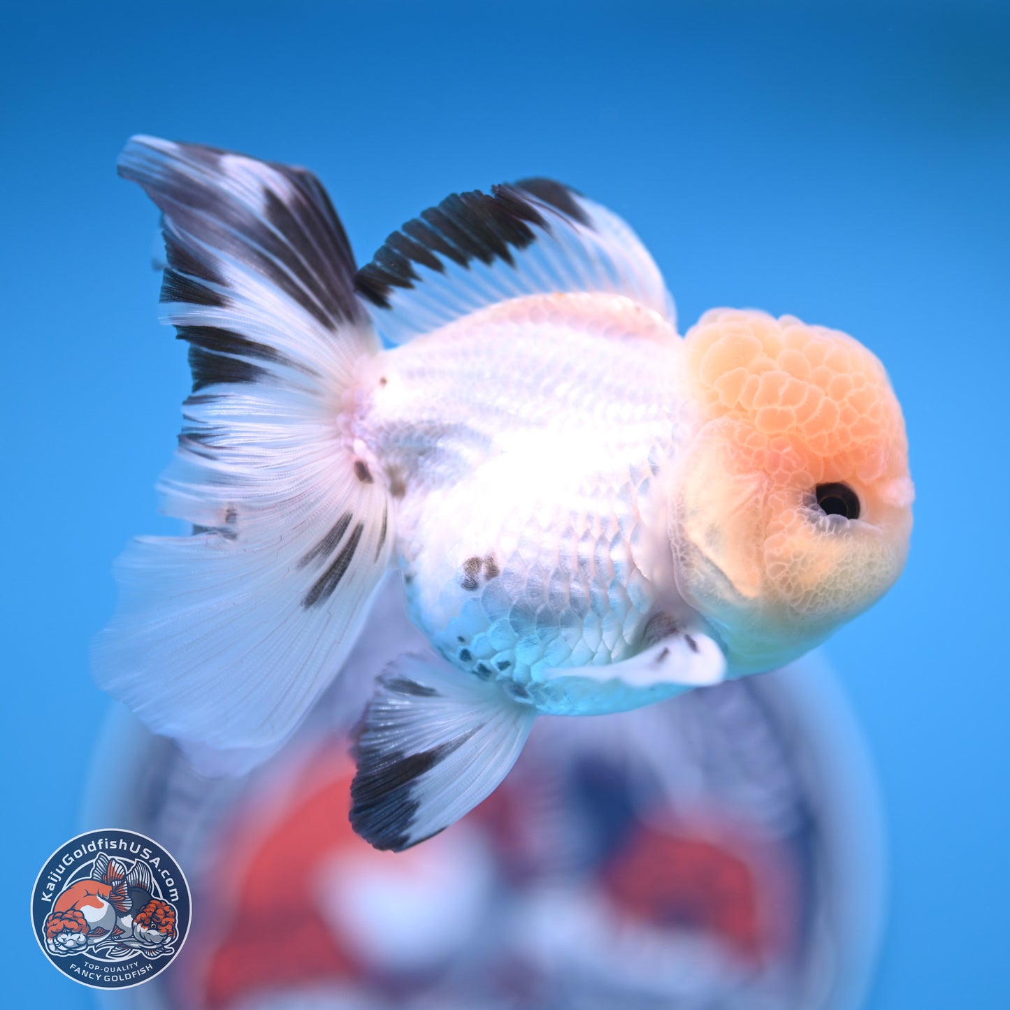 Panda Rose Tail Oranda 3.8 inches (241018_OR04)