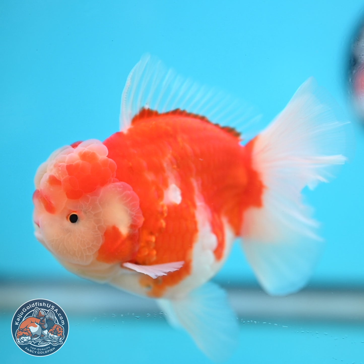 Sakura Rose Tail Oranda 3.5 inches Body - Male (250214_OR04)