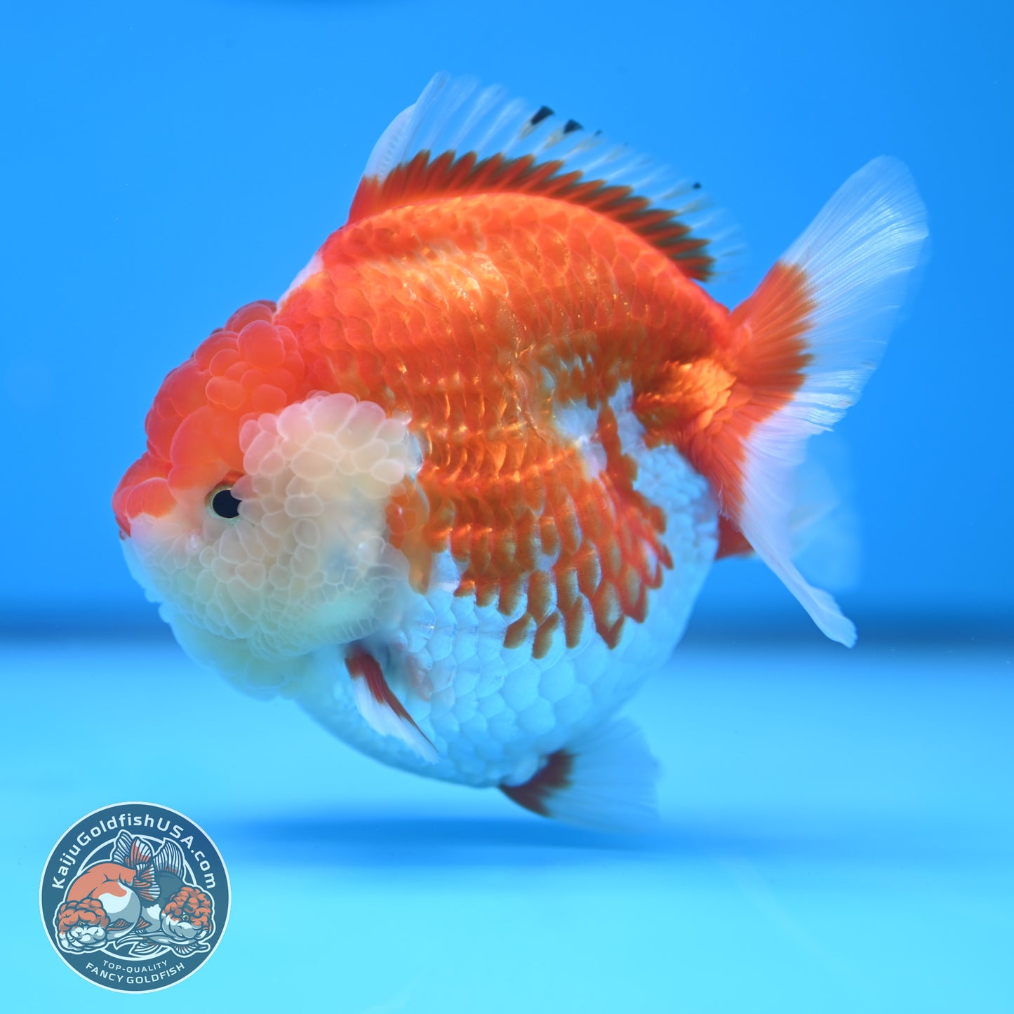 Red White Oranda 4 inches Body (250530_OR04)