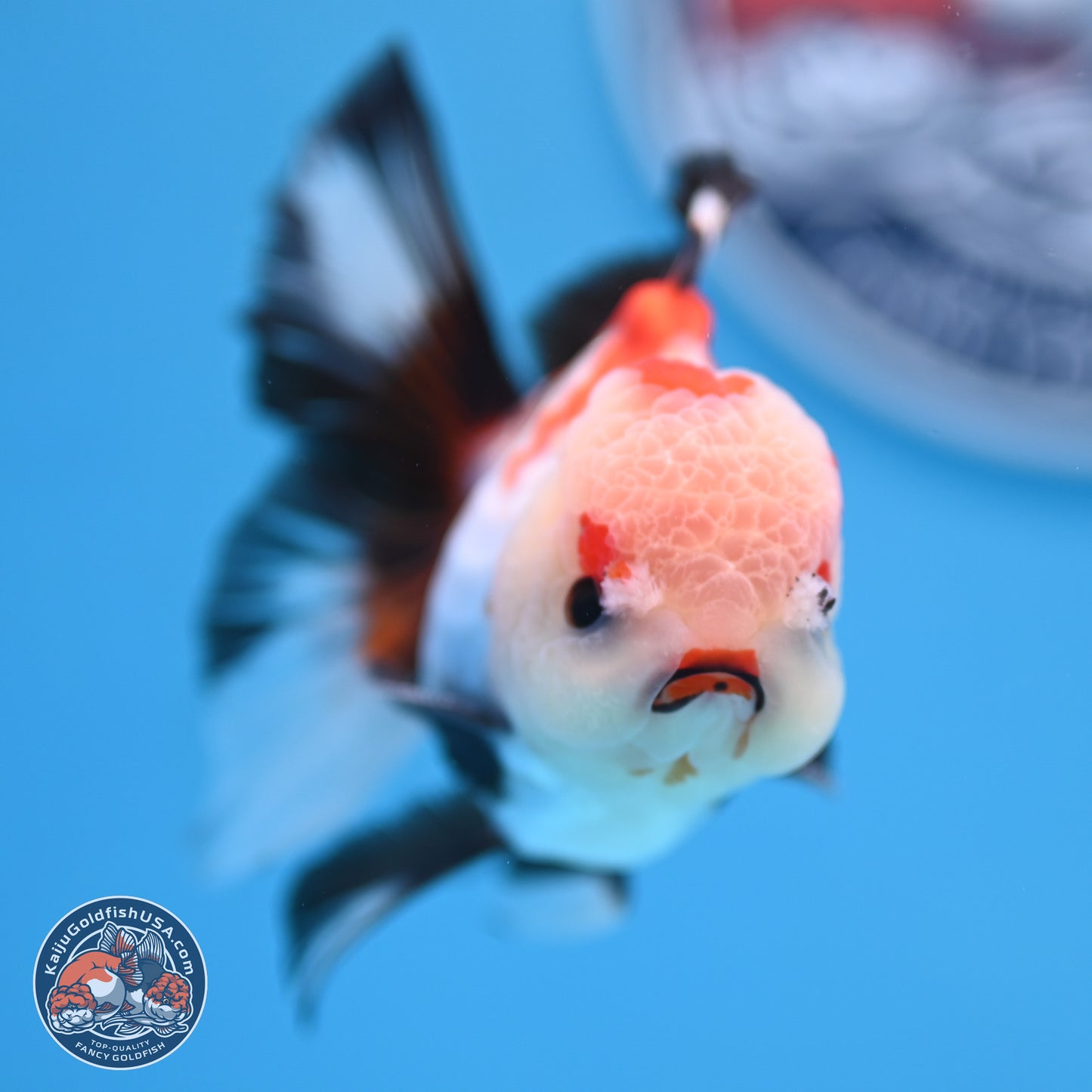 Tricolor Rose Tail Oranda 3.5in body (240809_OR04) - Kaiju Goldfish USA