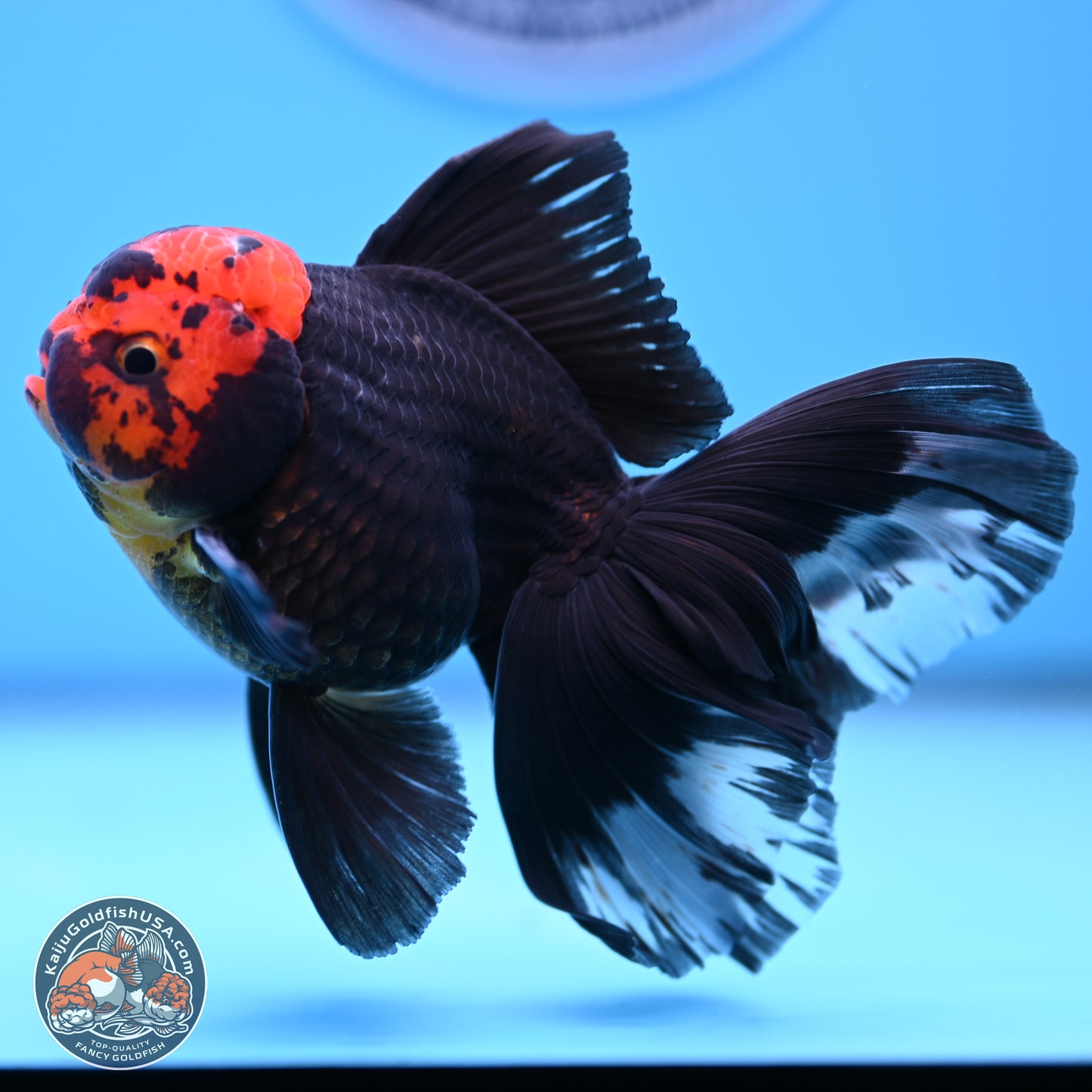 Red Head Black Body Orchid Tail Oranda 3.25in Body (240830_OR04) - Kaiju Goldfish USA