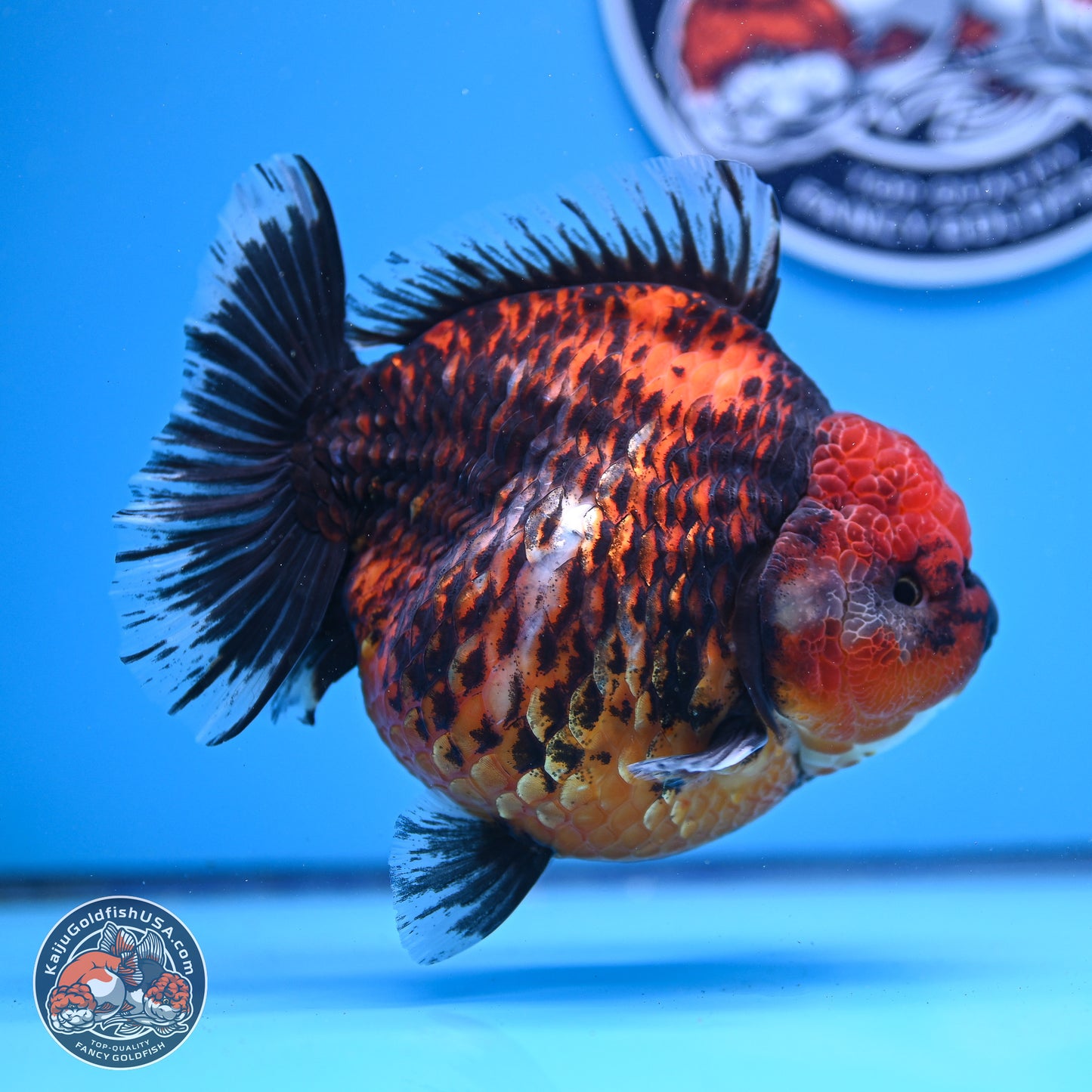 Jumbo Shogun Godzilla Red Kirin Oranda 5.2in Body (240823_OR4)- Overnight shipping only - Kaiju Goldfish USA