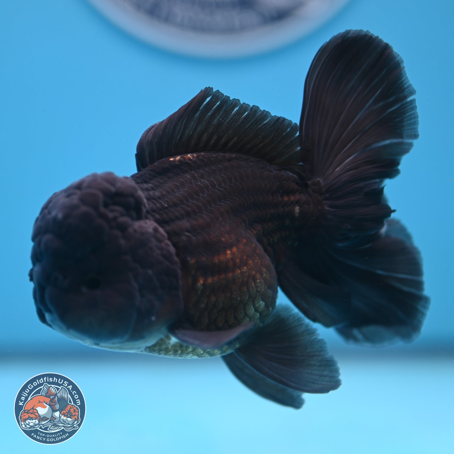 Black Rose Tail Oranda 3.75 inches Body - Male (250103_OR04) - Kaiju Goldfish USA