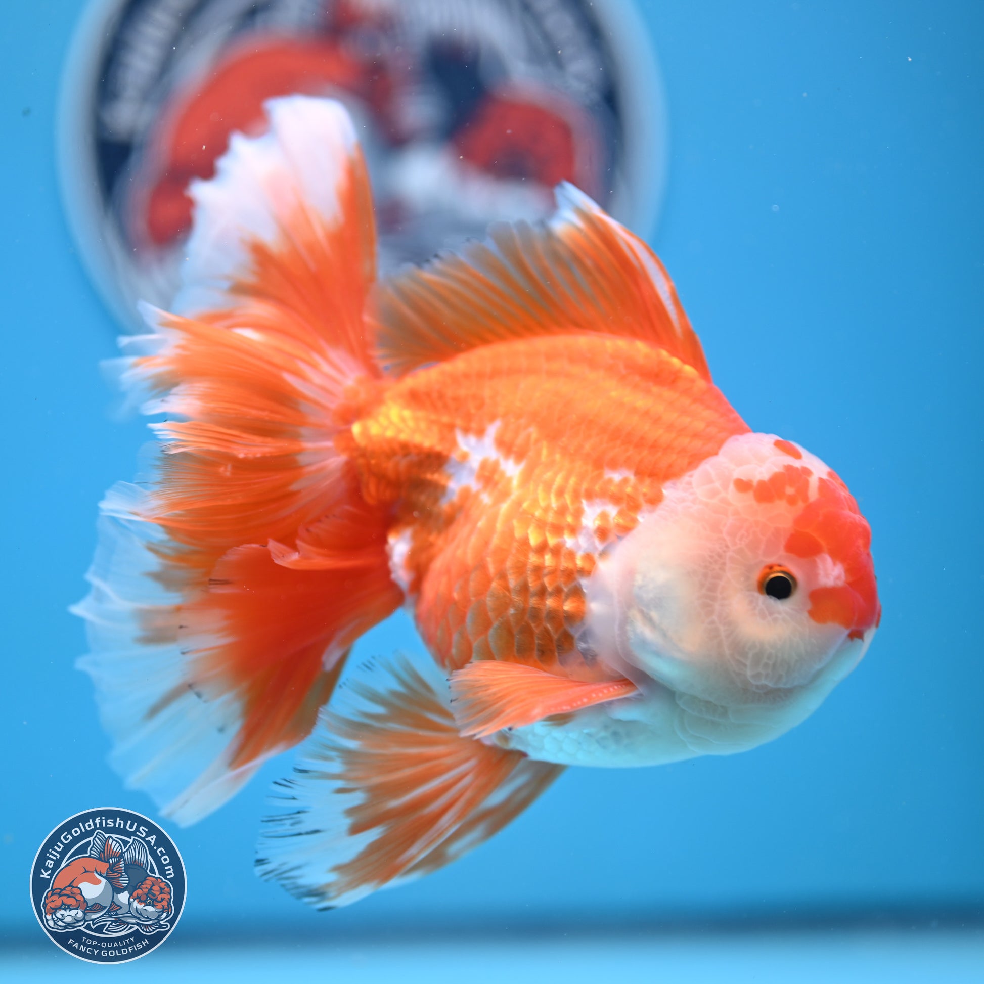 Red White Orchid Tail Oranda 4-6 inches (240906_OR04) - Kaiju Goldfish USA