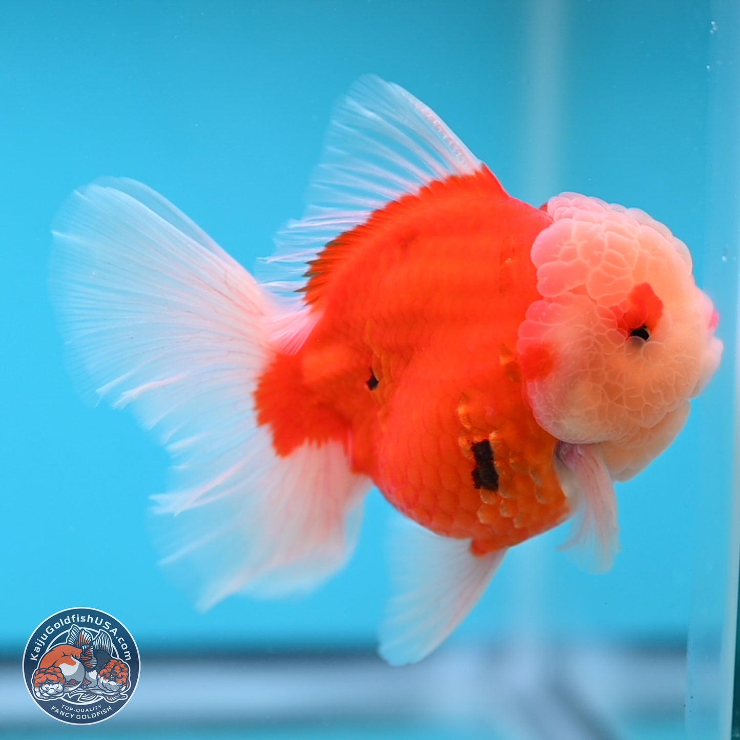 Sakura Rose Tail Oranda 3.5 inches Body - Male (250207_OR04)